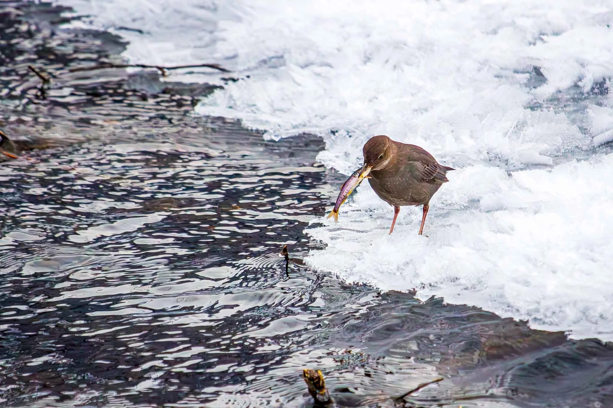 American Dipper with a purple and yellow fish in its beak along the Albert Loop Trail, Alaska.