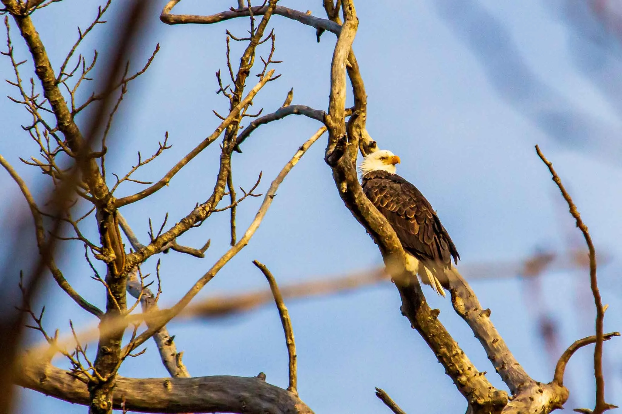 Bald eagle perched with its back against a branch on the Kenai Peninsula, Alaska.