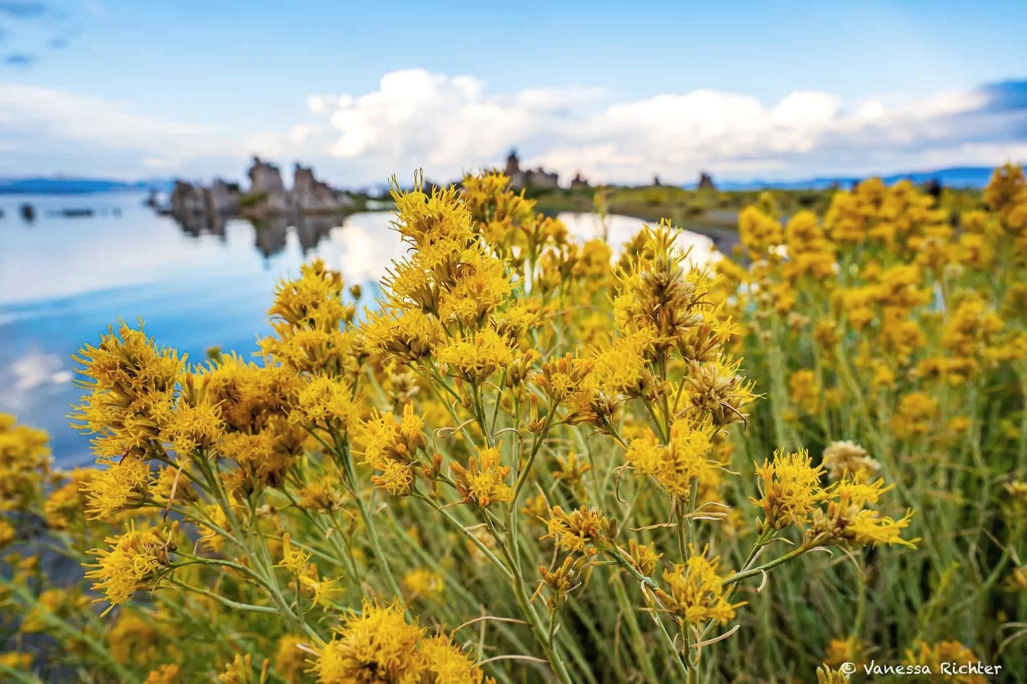 Close-up of rubber rabbitbrush showing clusters of small bright yellow flowers and slender grey-green stems.