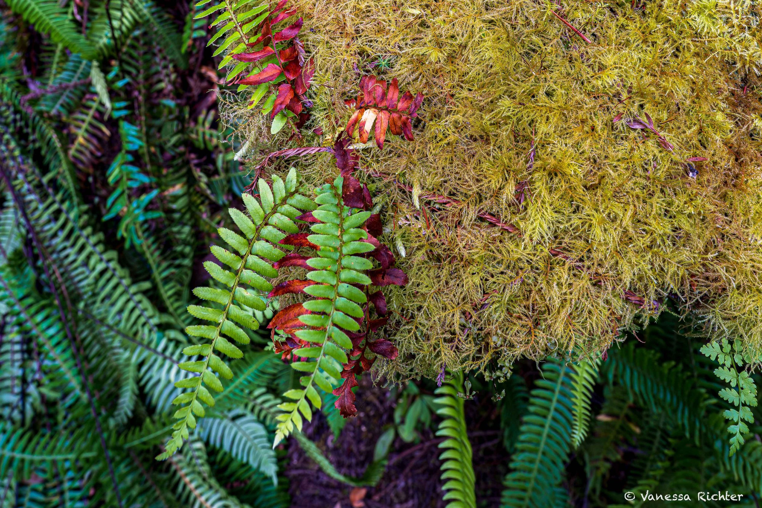 Close-up of ferns in Prairie Creek Redwoods State Park, showing diverse leaf shapes and textures.