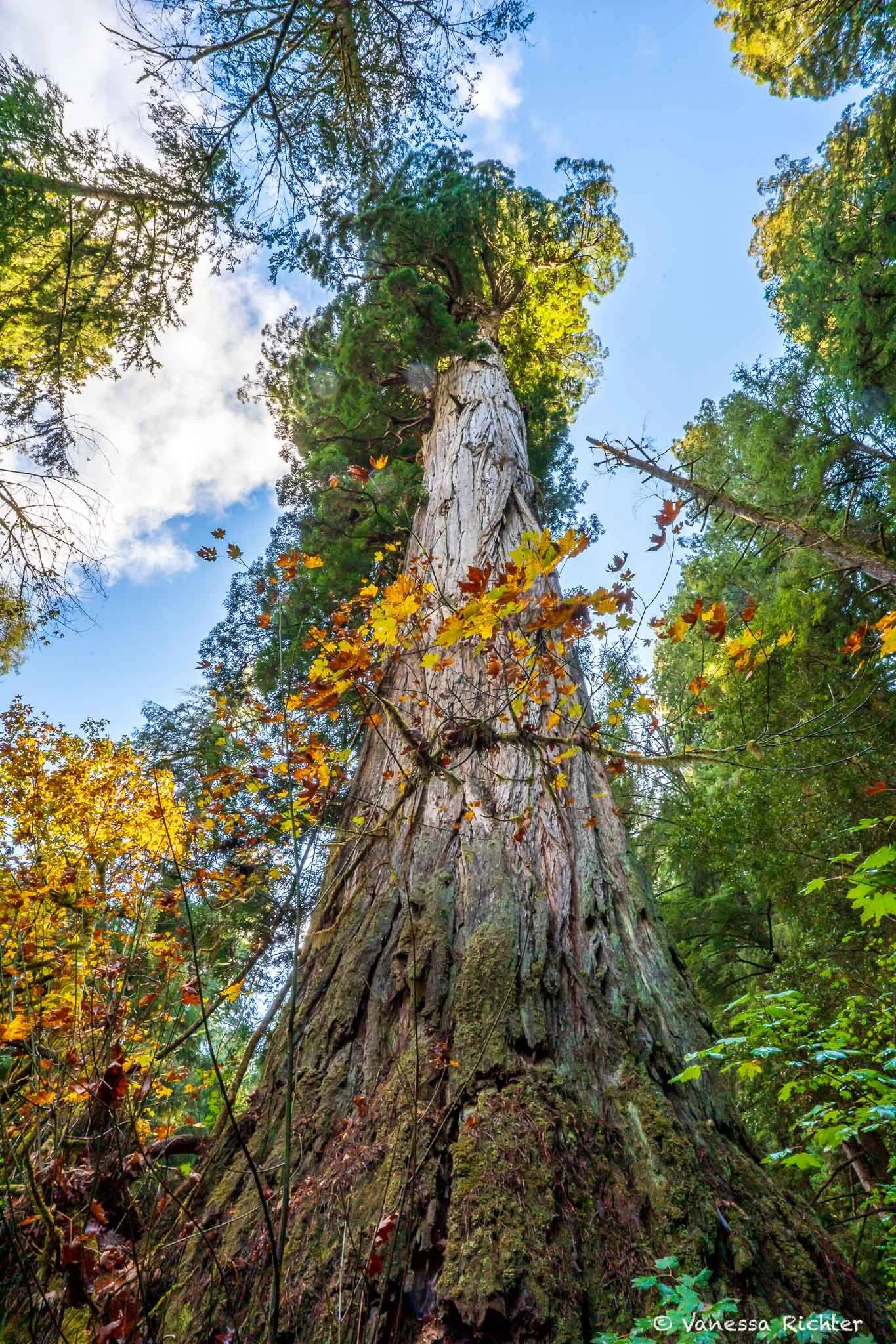 Looking up at a tall redwood tree from its base, surrounded by fall foliage