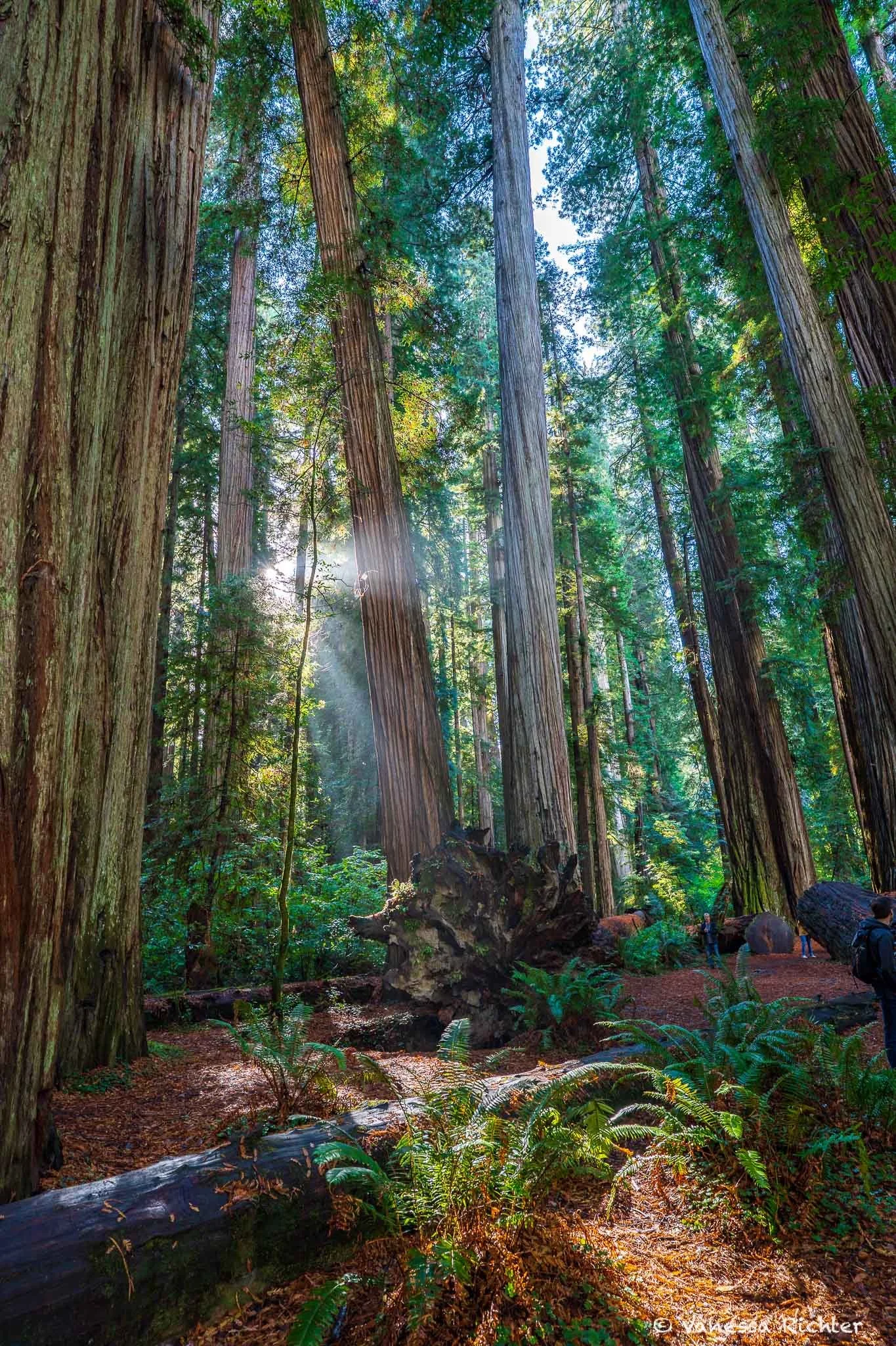 Redwood forest with low sunlight filtering through the trees, ferns on the forest floor, and a fallen tree with shallow roots exposed.