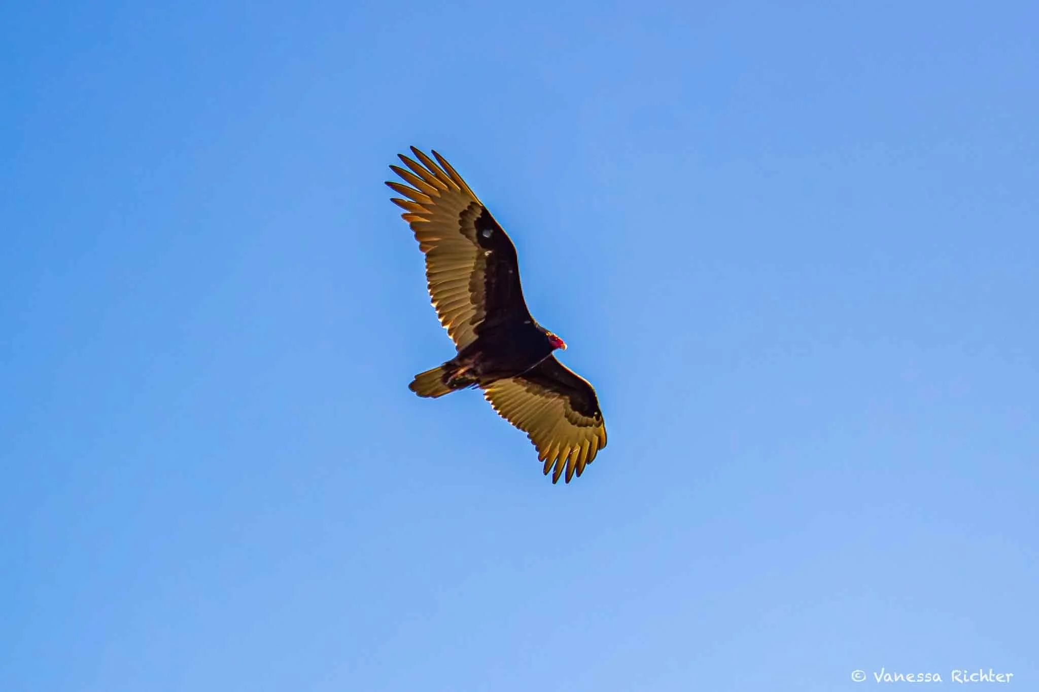 Turkey Vulture soaring across a deep blue sky.