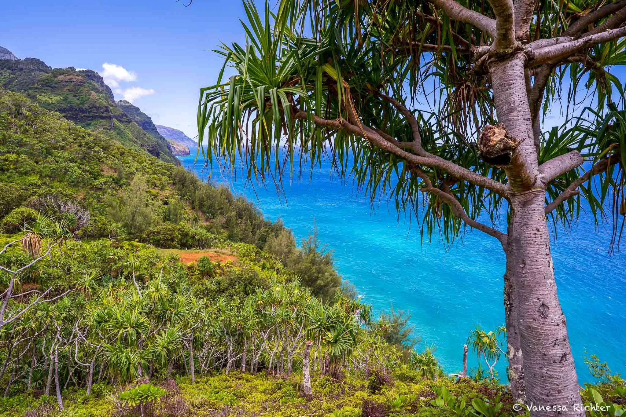  Tree in the foreground with lush vegetation and a partially hidden view of the cliffs on the Napali coastline. 