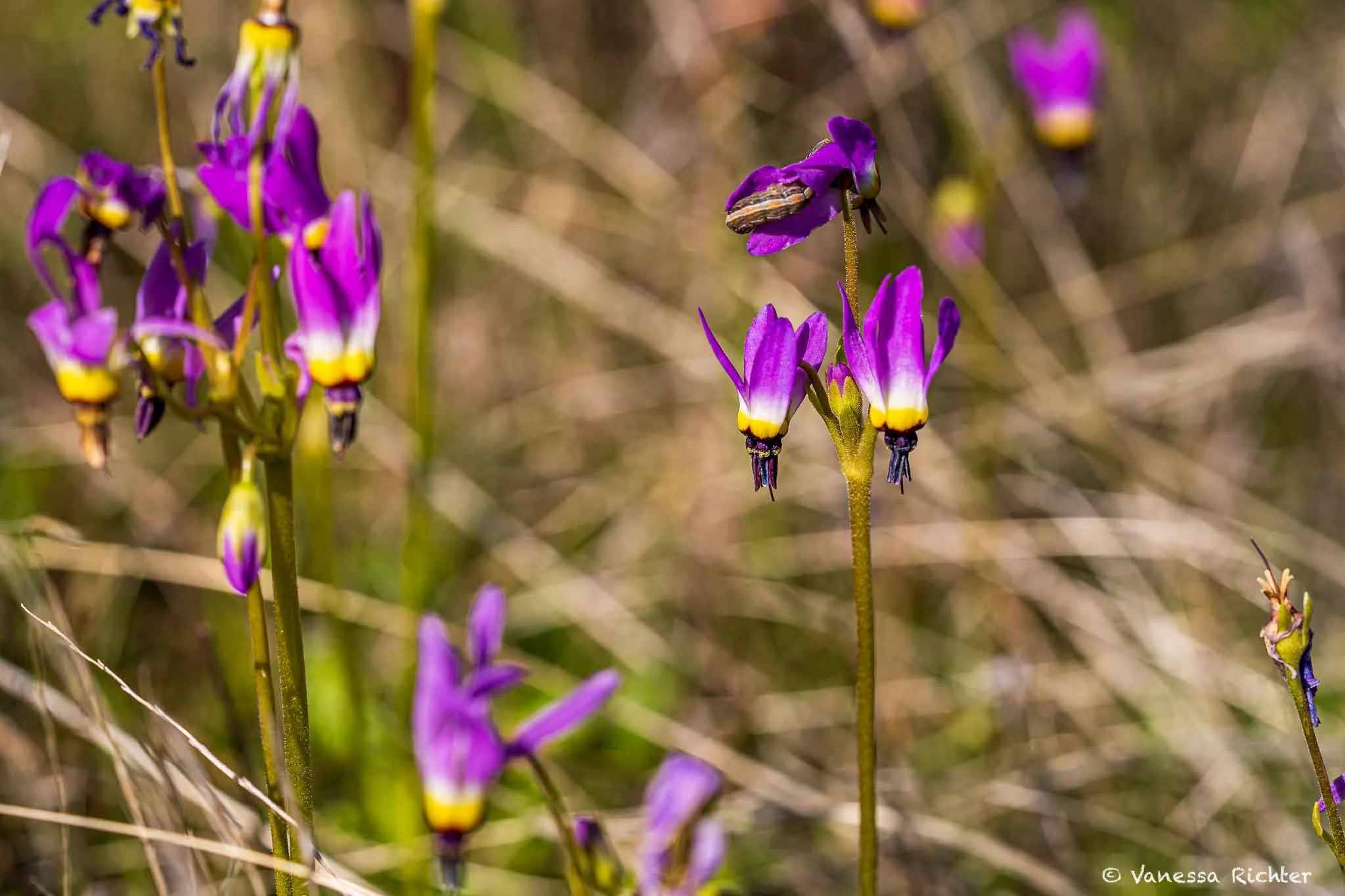 Pinnacles National Park in Spring: Soaring Condors &amp; Blooming Wildflowers