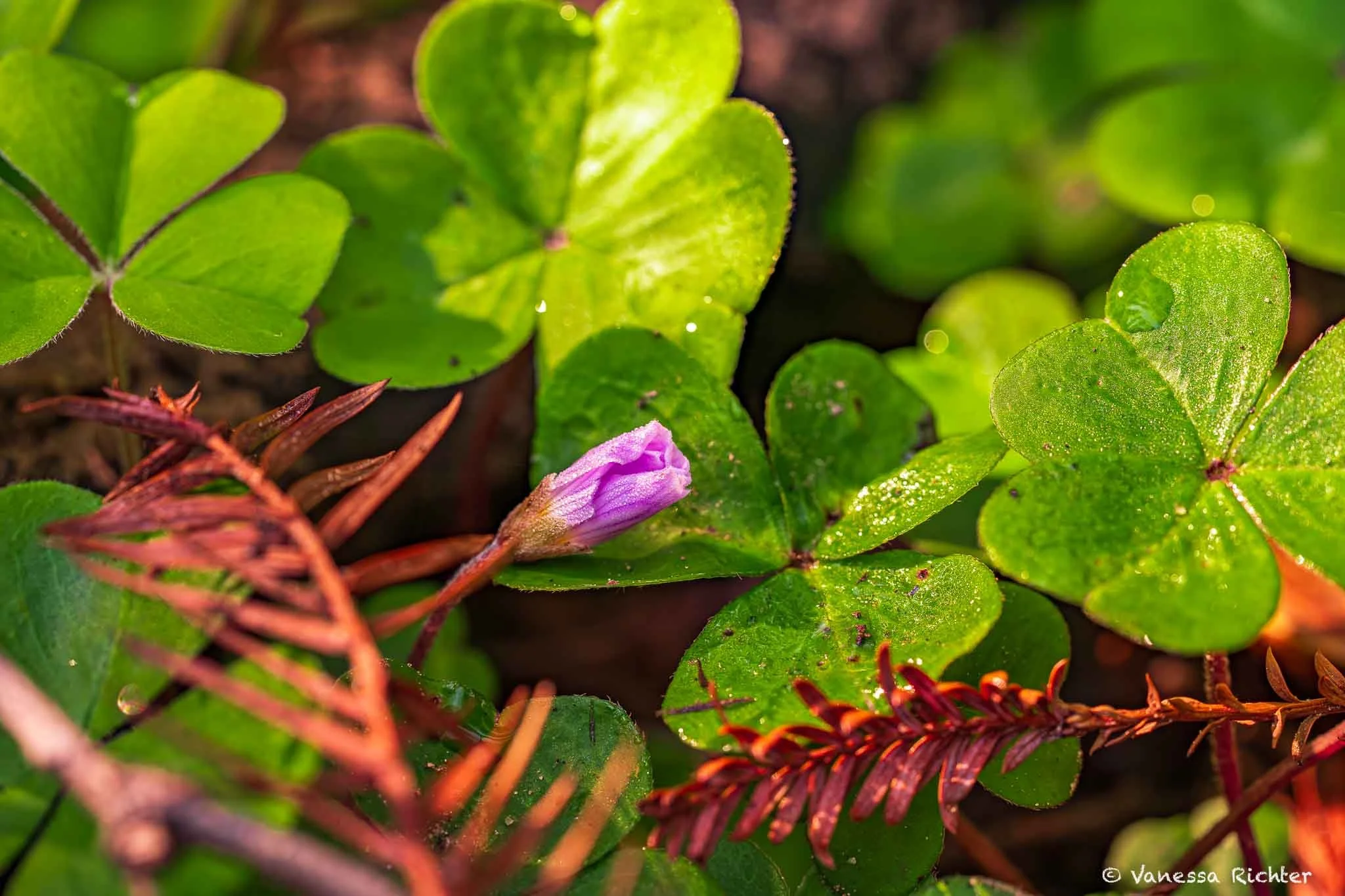A closed redwood sorrel flower and its clover-shaped leaves catching sunlight.