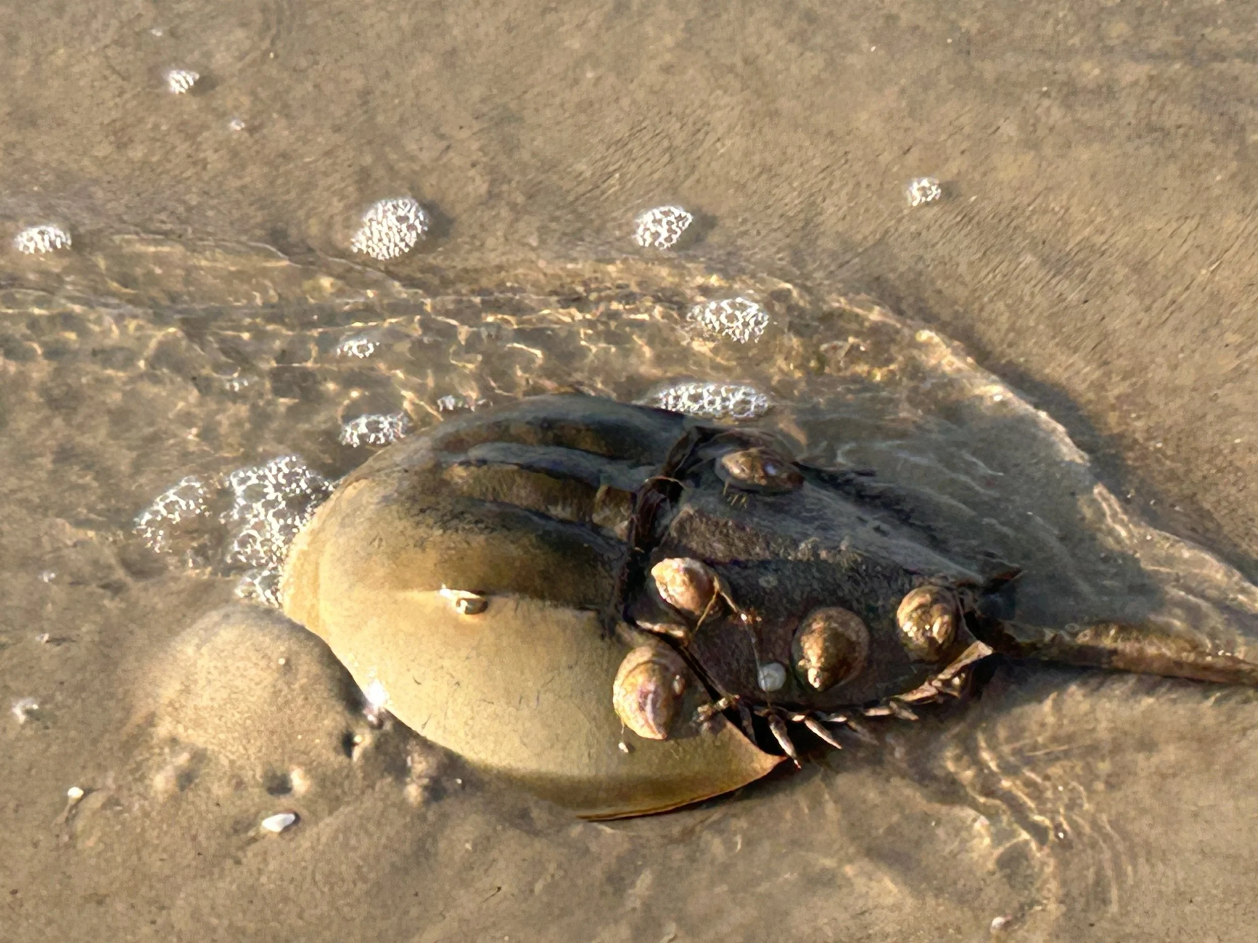 Beach finds