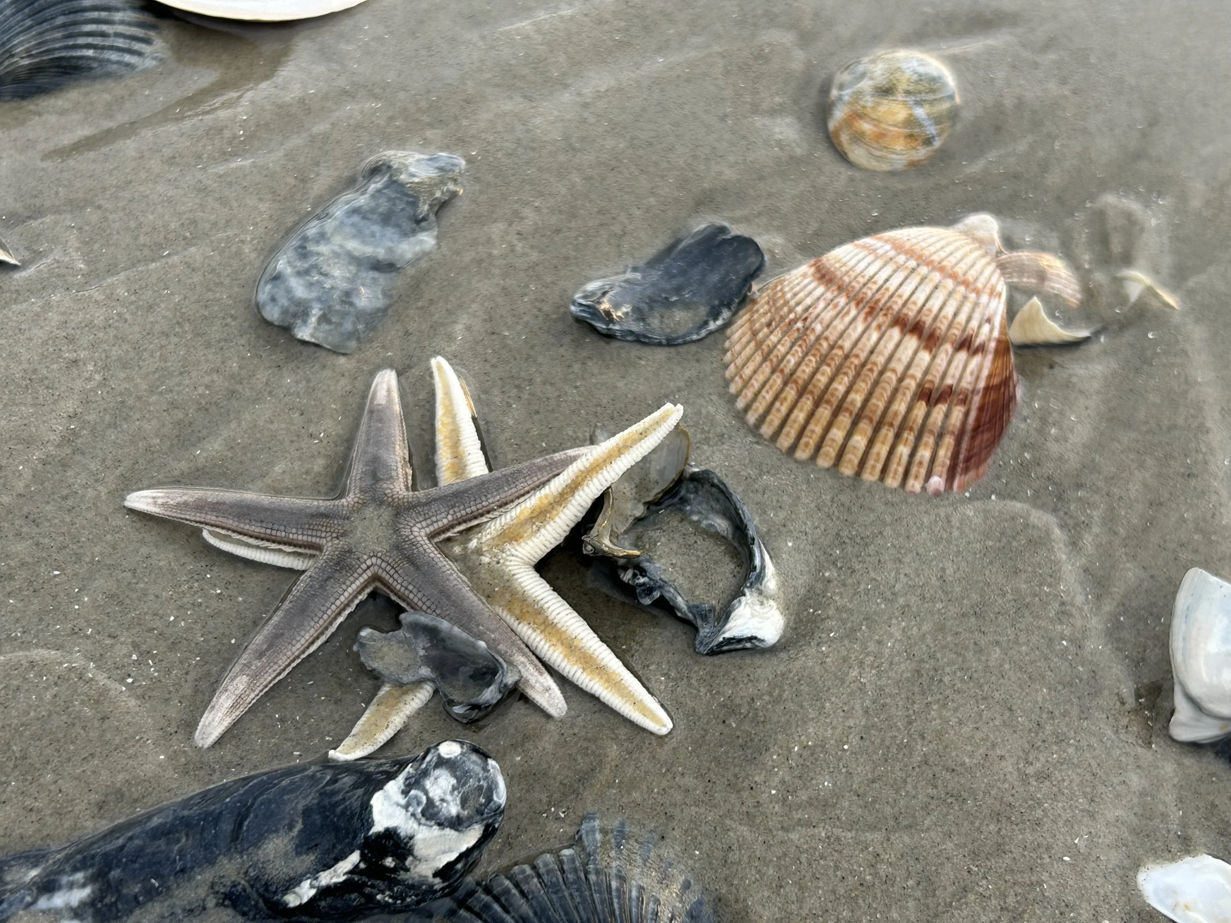 Shelling in off-season