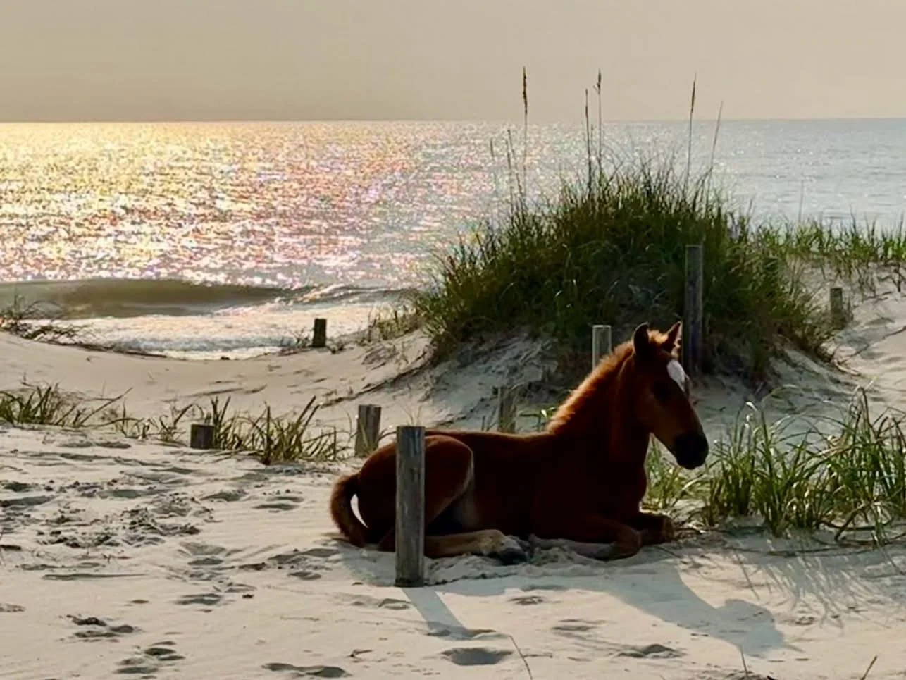 Corolla Wild Ponies
