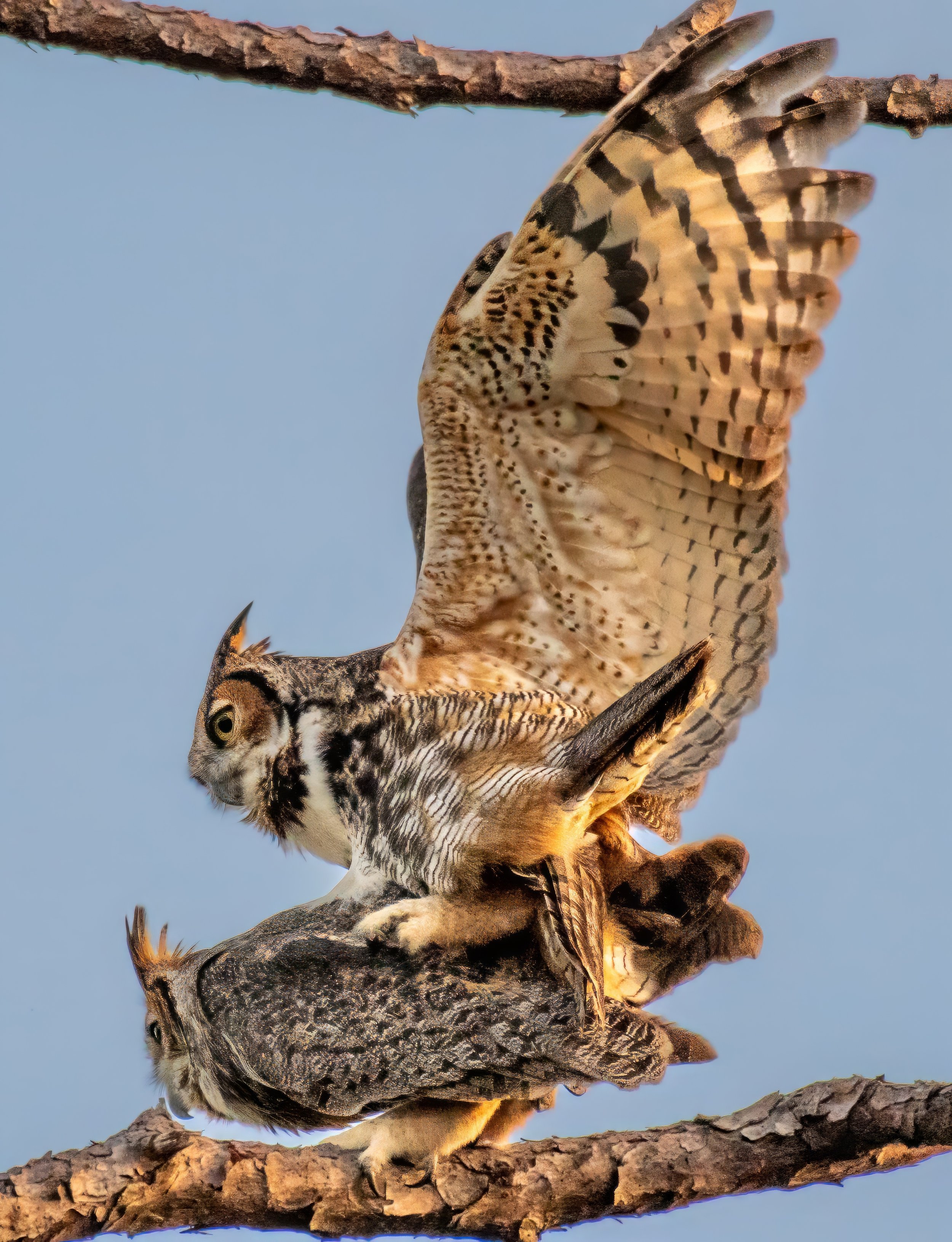 850_3410-topaz-denoise-enhance-1.6x-sharpen.jpg