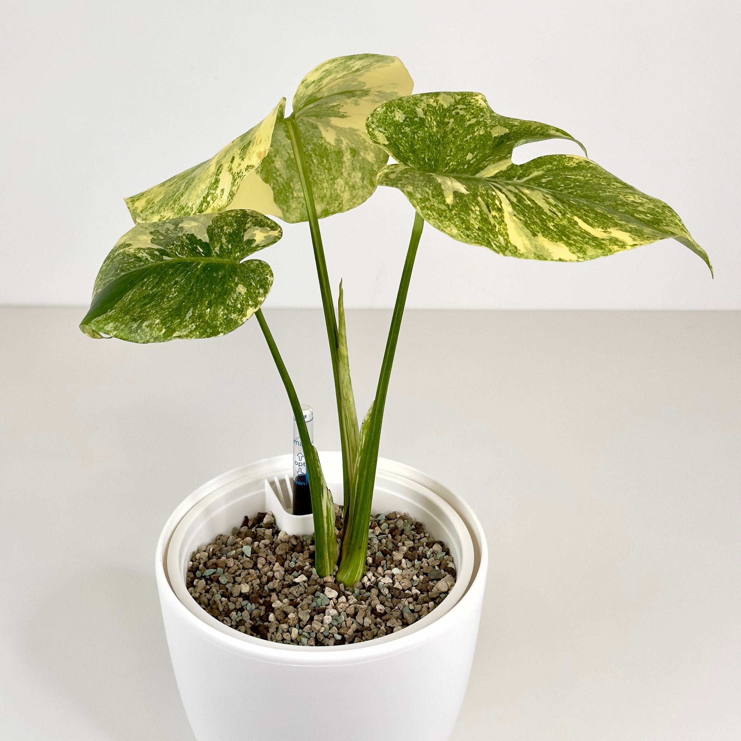 https://i.etsystatic.com/46977876/r/il/f10716/6006740779/il_fullxfull.6006740779_n1jf.jpg