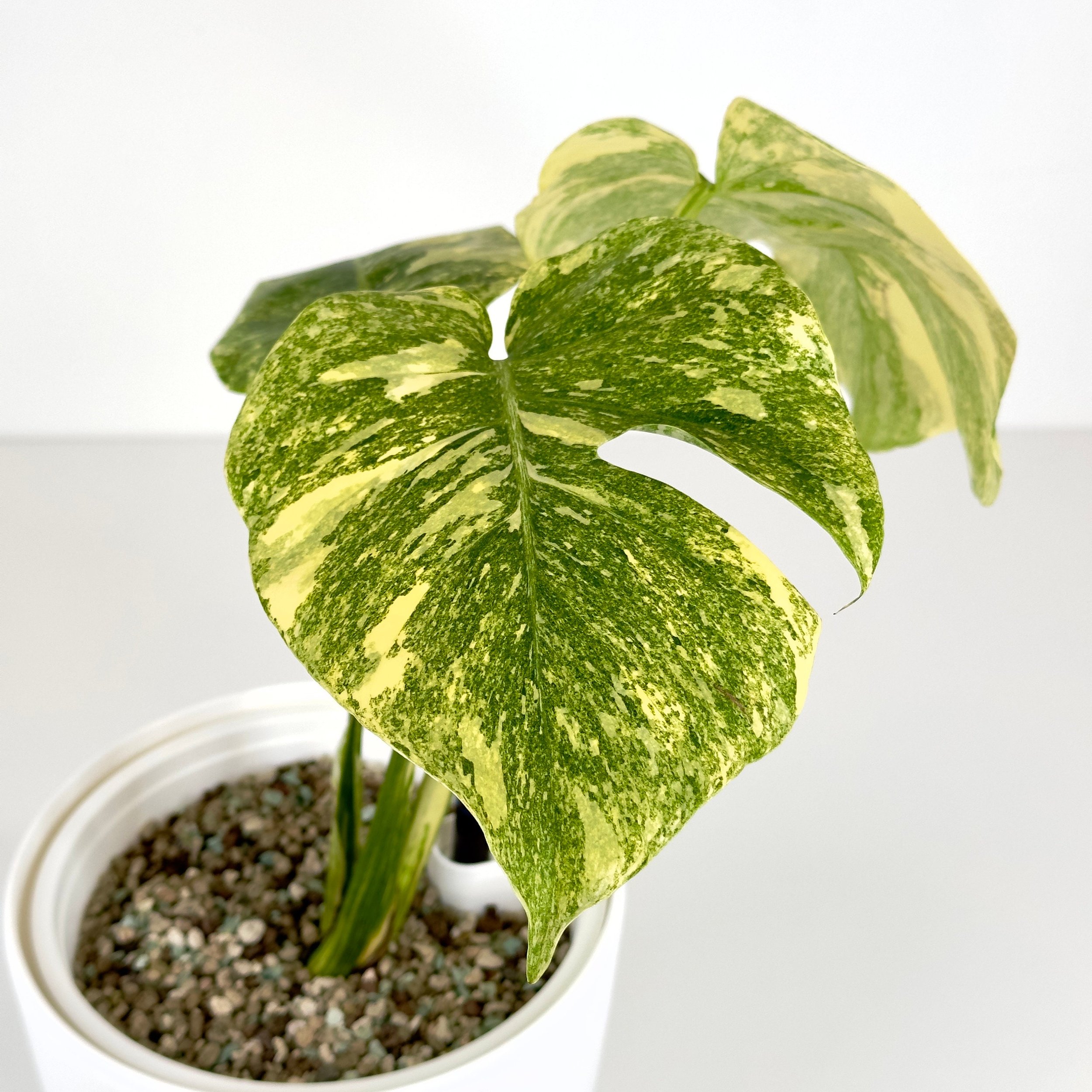 https://i.etsystatic.com/46977876/r/il/1b5134/6006740845/il_fullxfull.6006740845_a56o.jpg