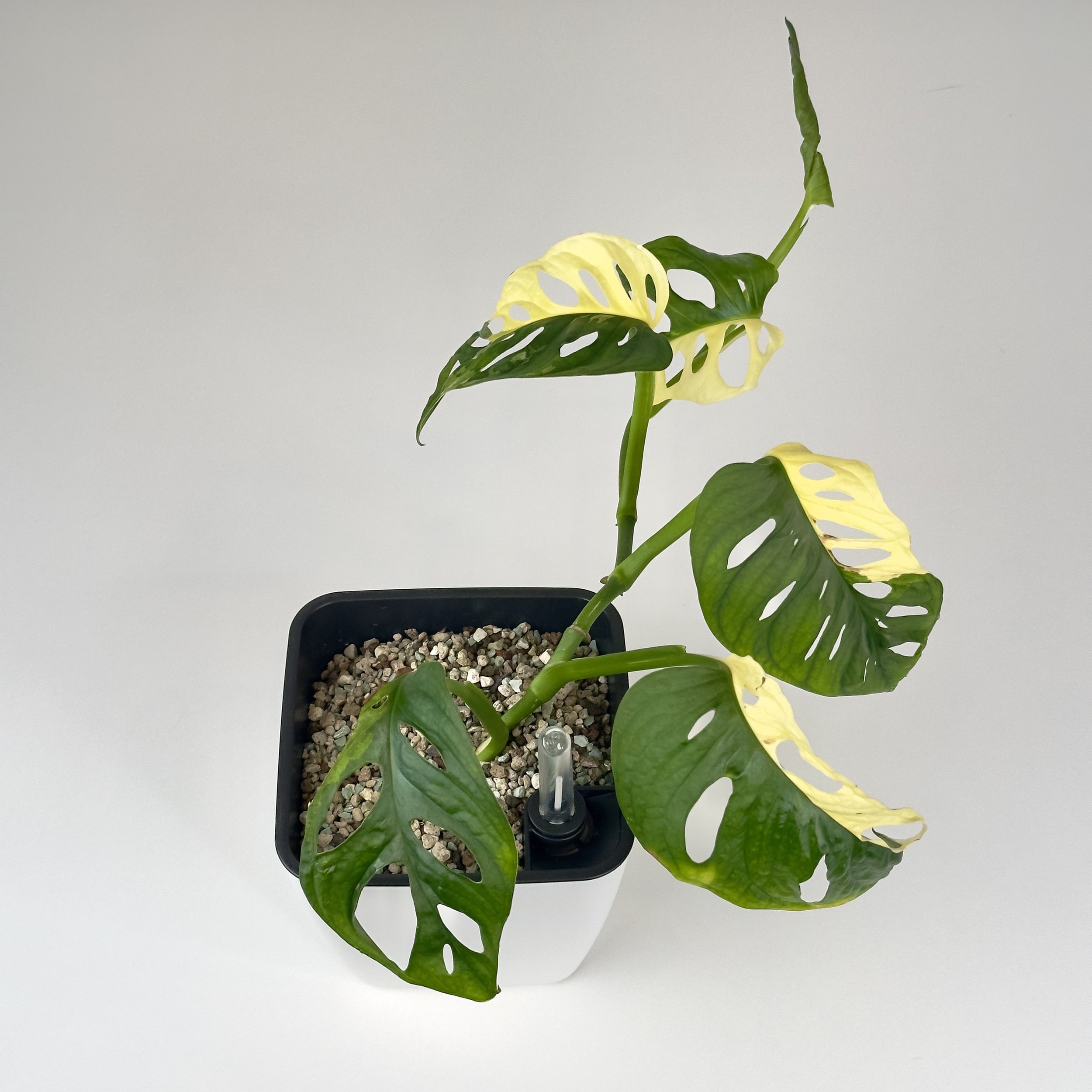 https://i.etsystatic.com/46977876/r/il/2d2bf7/6018056449/il_fullxfull.6018056449_se8i.jpg
