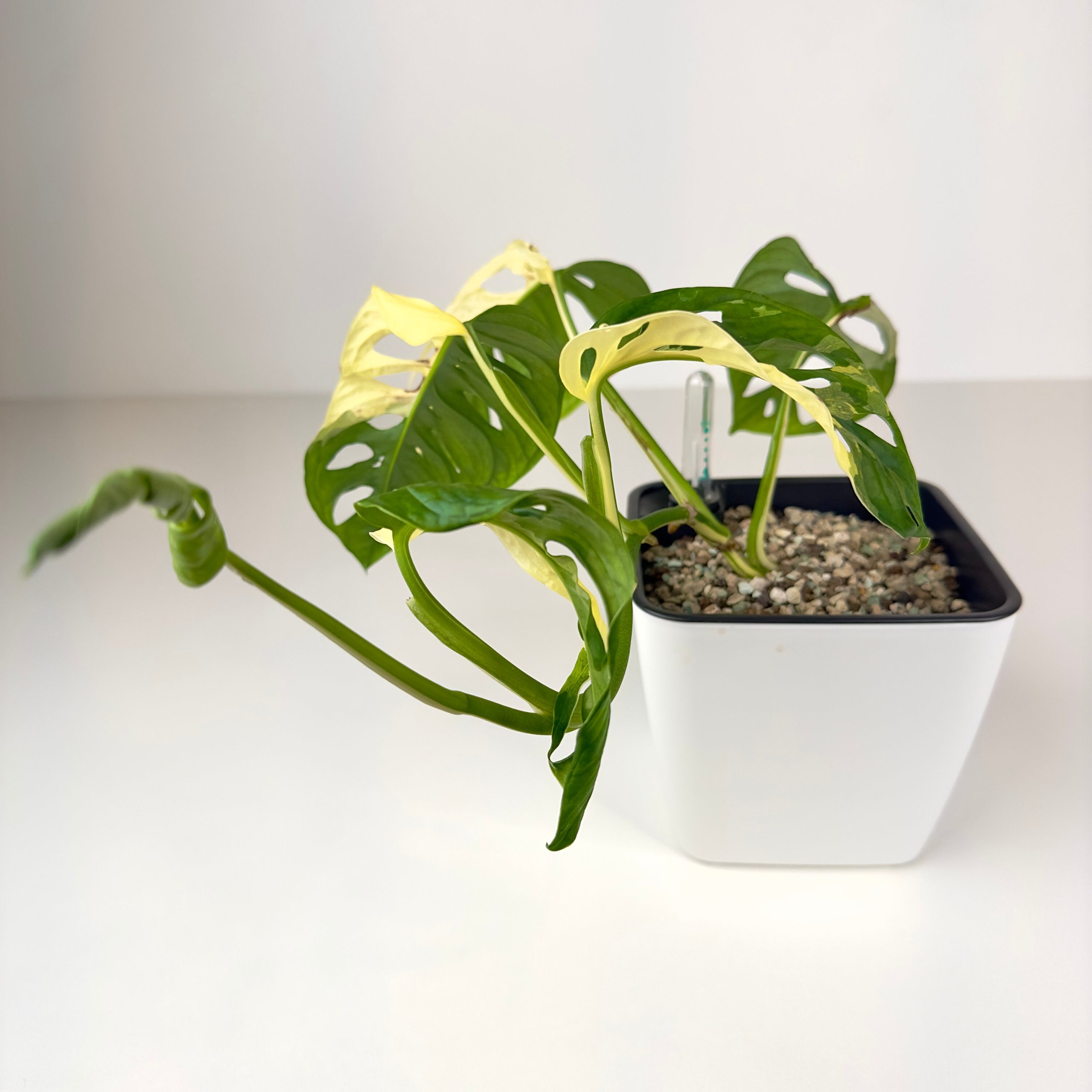 https://i.etsystatic.com/46977876/r/il/f951f7/5969977354/il_fullxfull.5969977354_2v4r.jpg