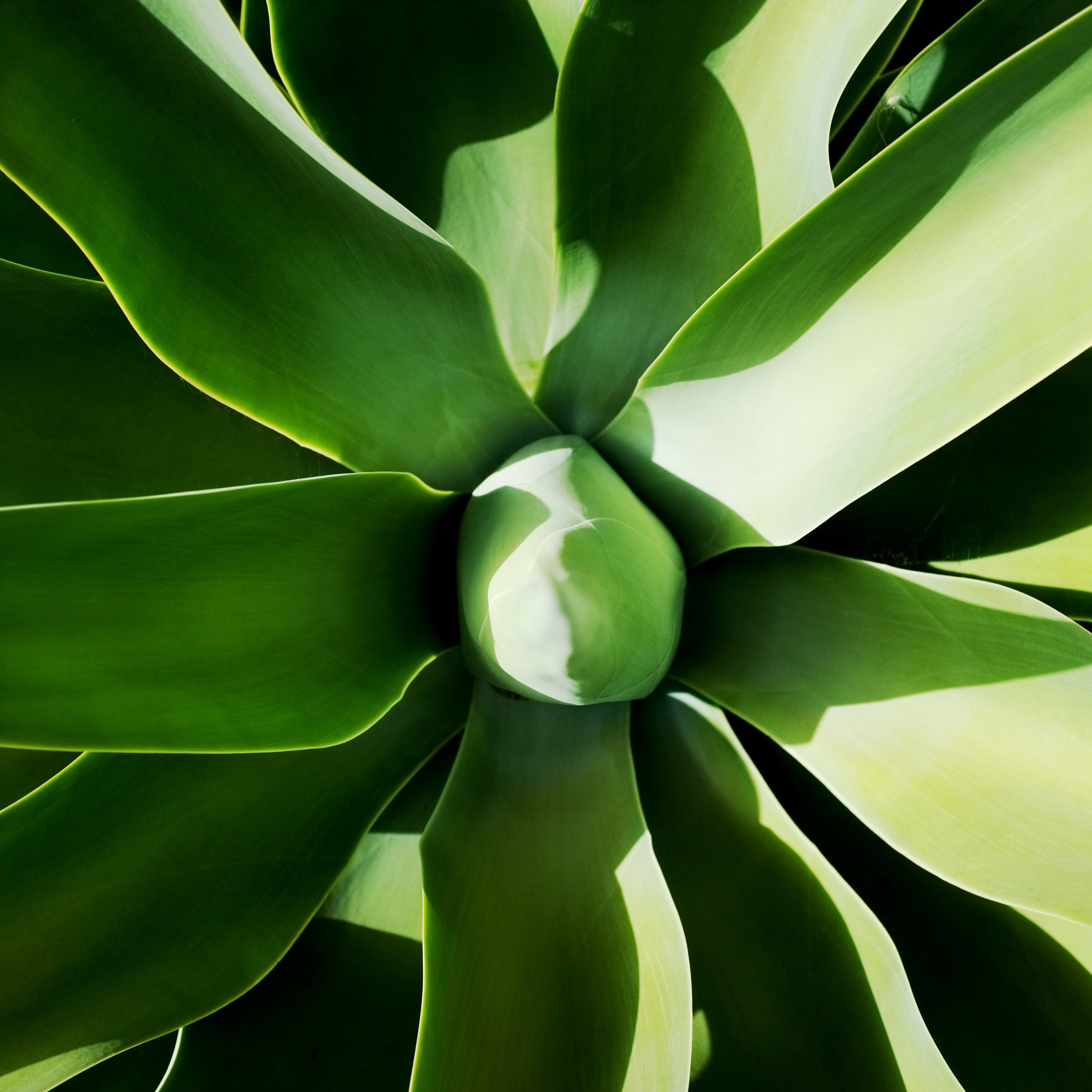plant.jpg