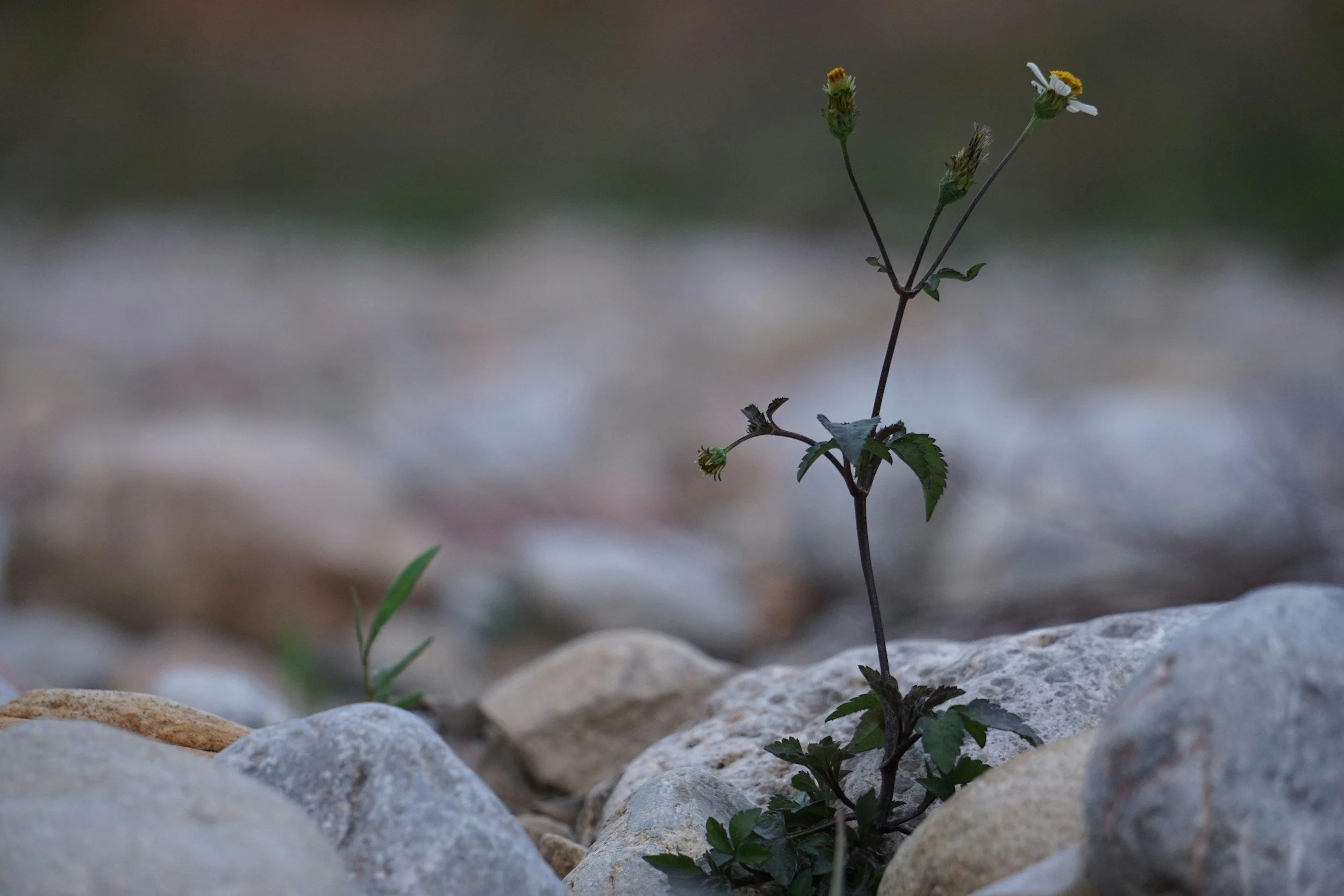 Resilience: Word + Spirit in Suffering