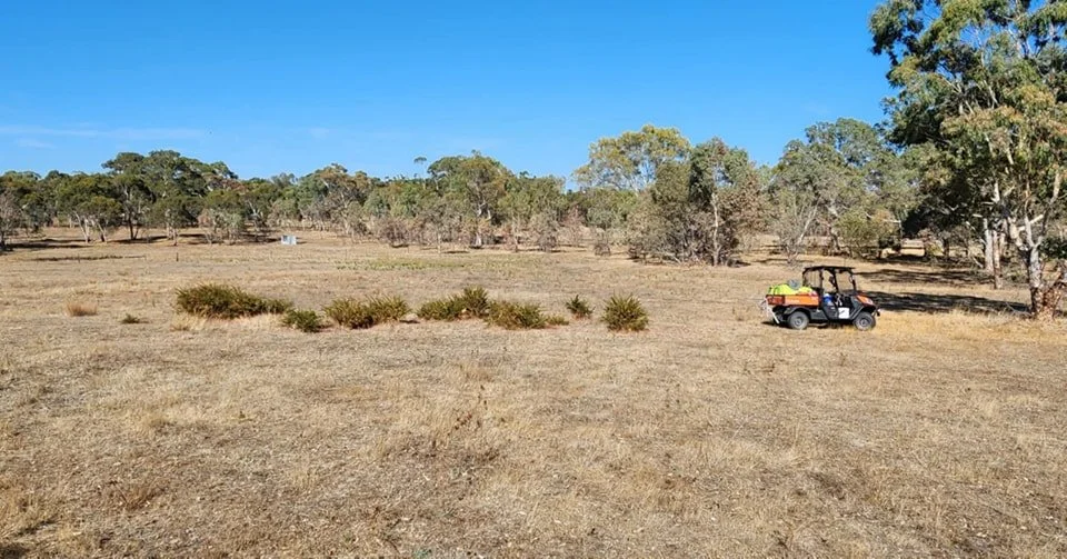 Gorse is a declared pest in SA &ndash; it spreads fast, fuels fires, and takes over valuable land. 🌵 

We offer targeted spraying to control gorse, and can combine it with mulching for a more effective knockdown and clean up. 💪

Now's the time to t