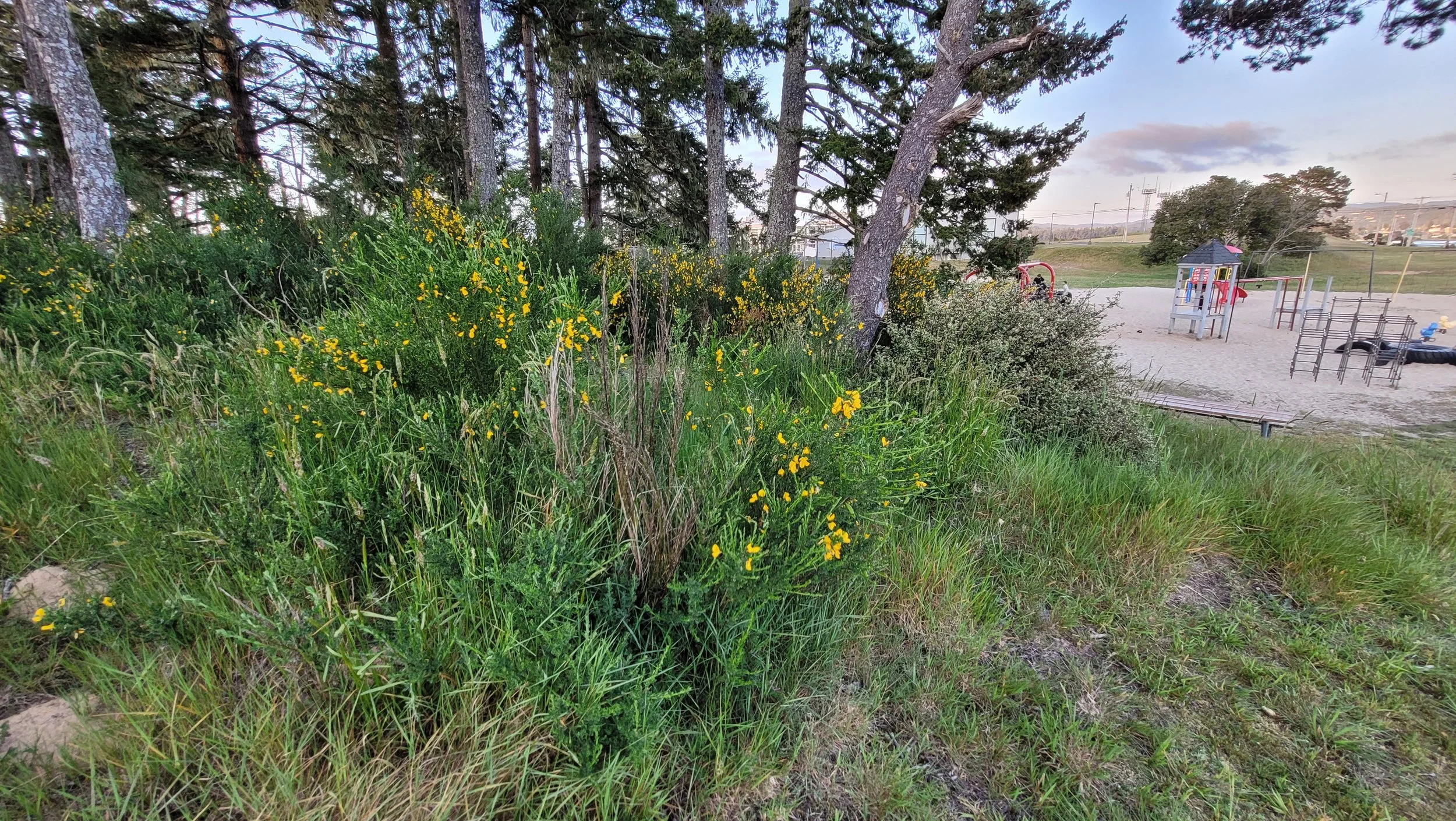 OBAB will be planning a cleanup to remove Scotch broom at the Airport Heights Park in North Bend.