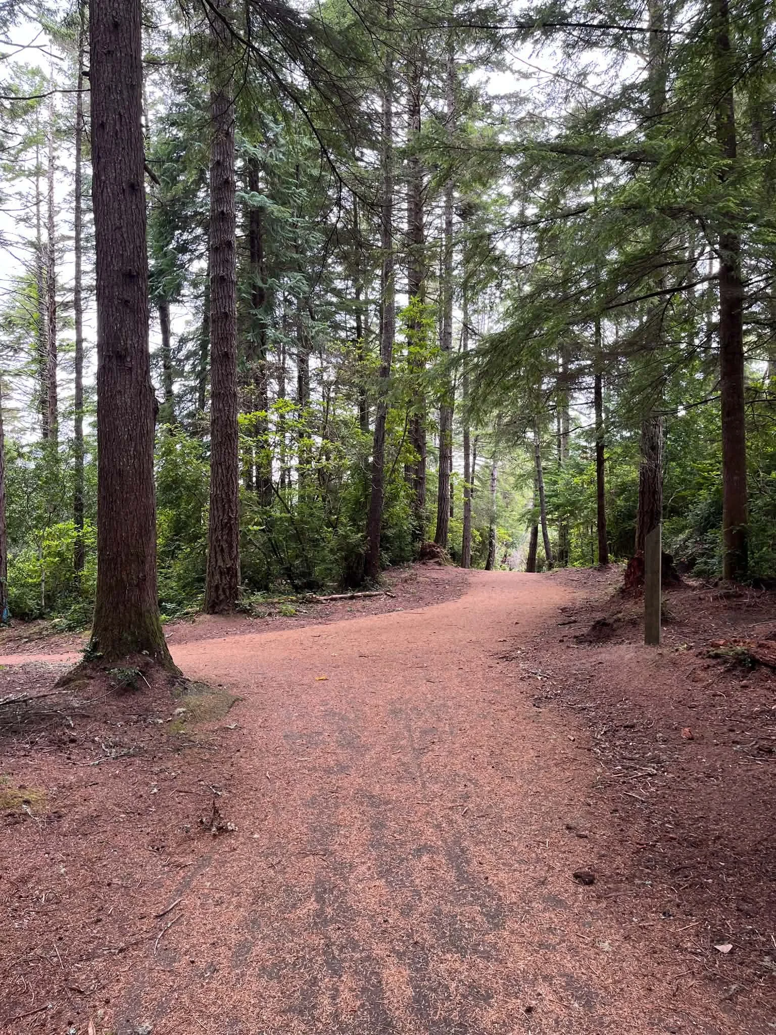 Pine needle covered trails at John Topits Park in Coos Bay. OBAB will have leaf blowing these trails as one of the projects.