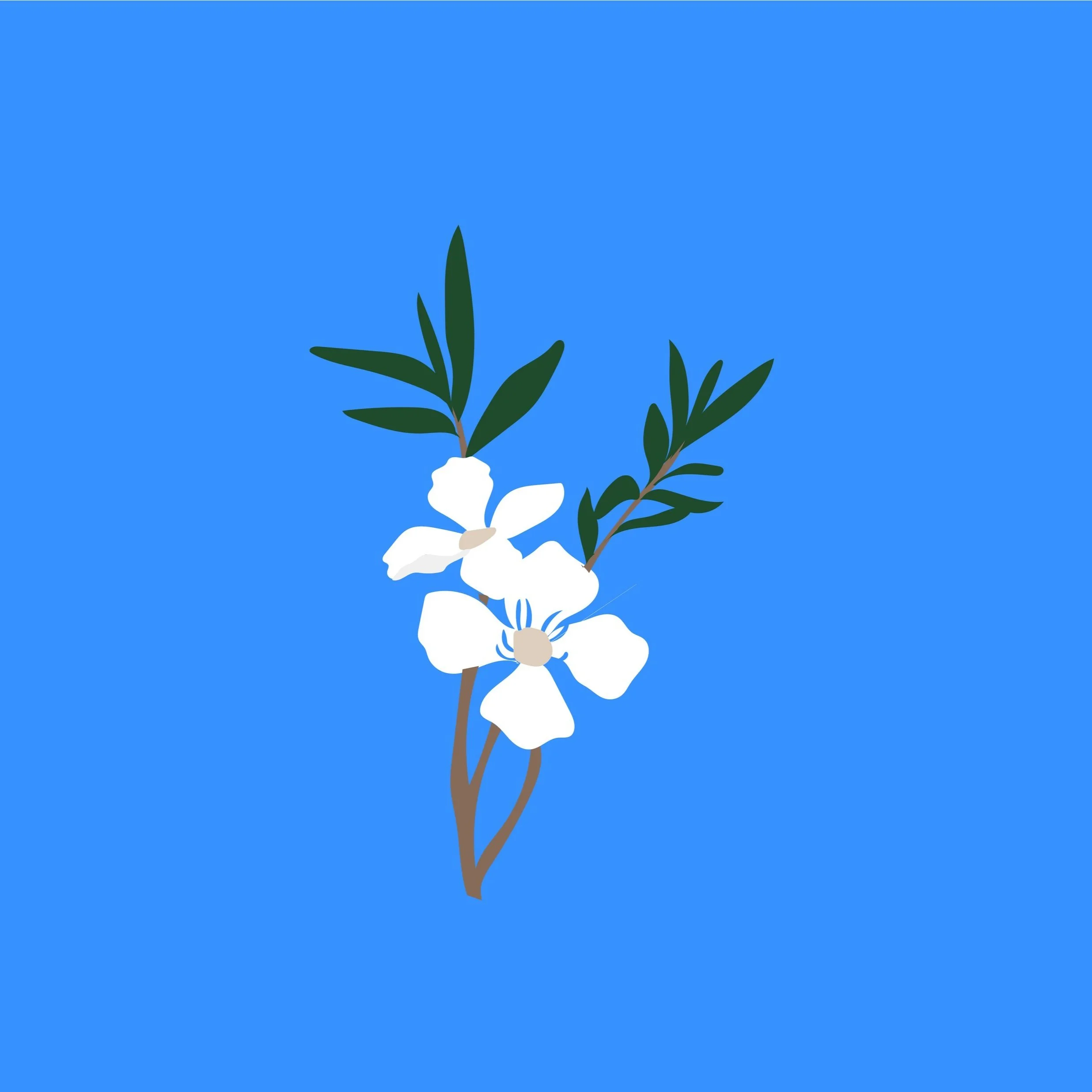 Kanuka.jpg