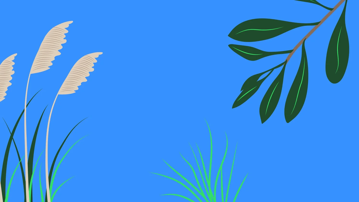 Native Plants Hawke’s Bay Coolshrub Nursery