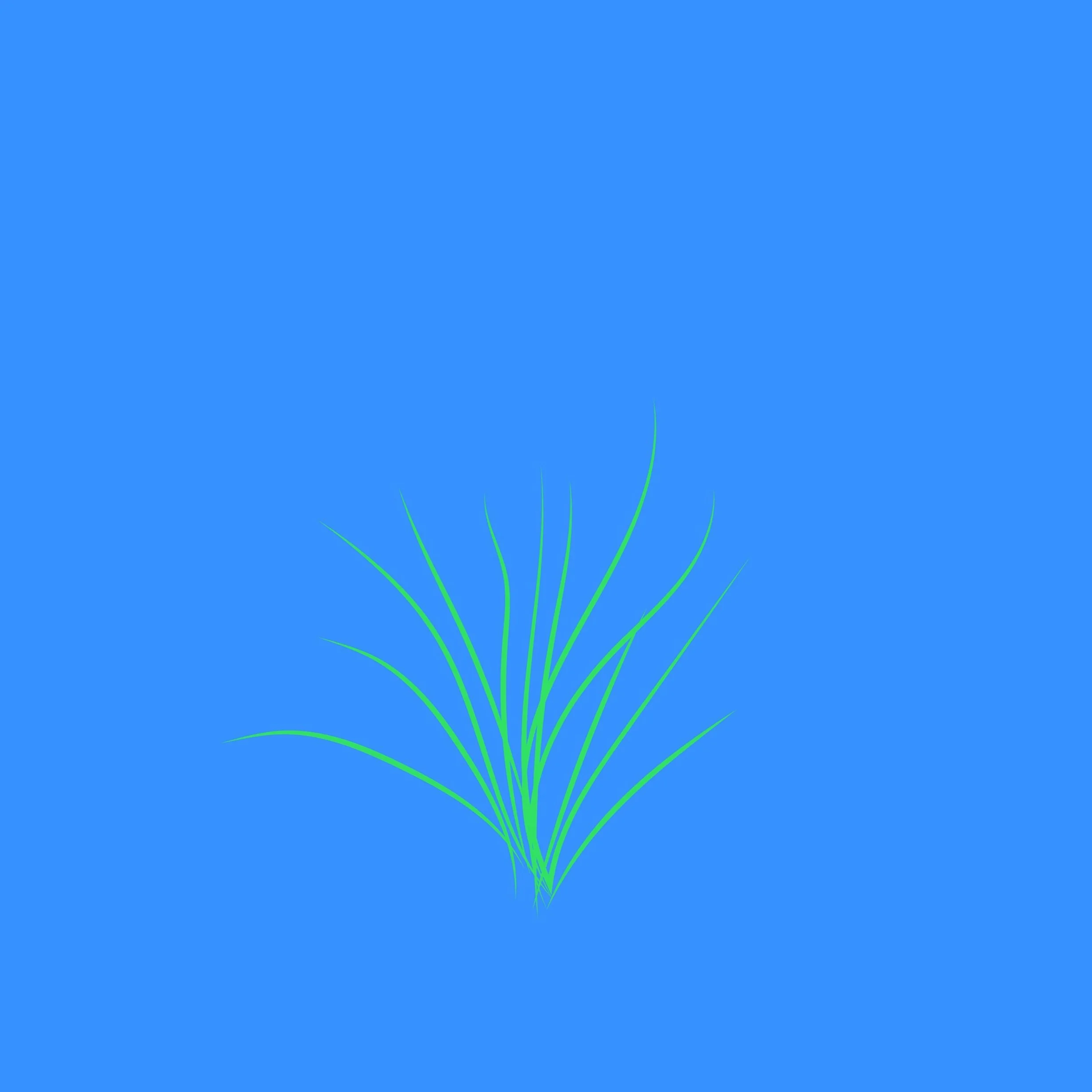 Carex.jpg