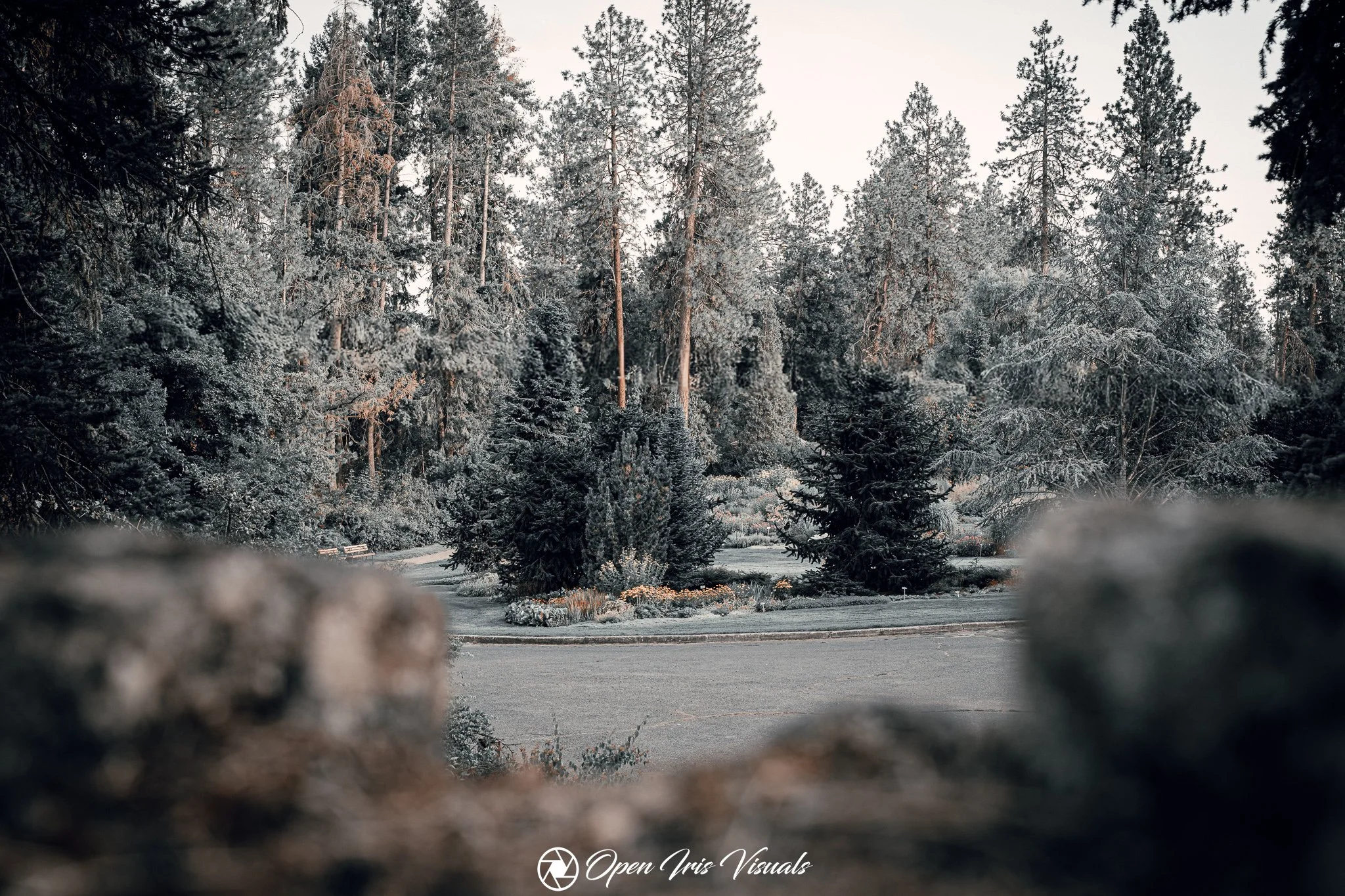 A landscaped roundabout with pine trees and bushes, viewed through a narrow opening with blurred rocks in the foreground.