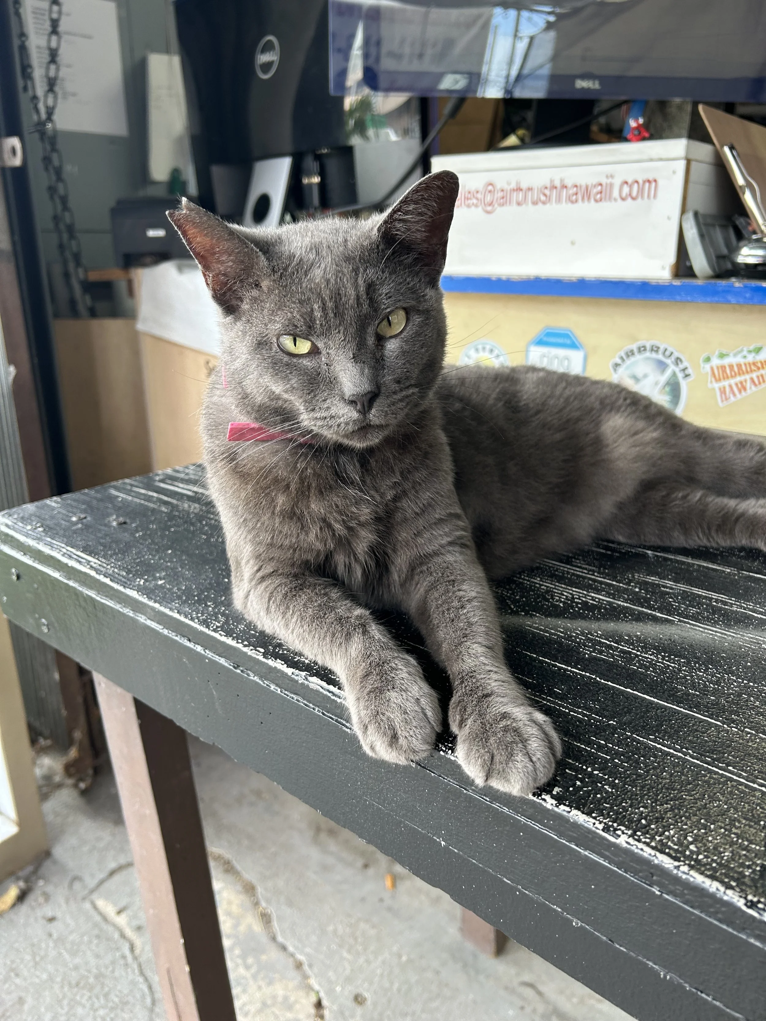 Greyjoy the cat