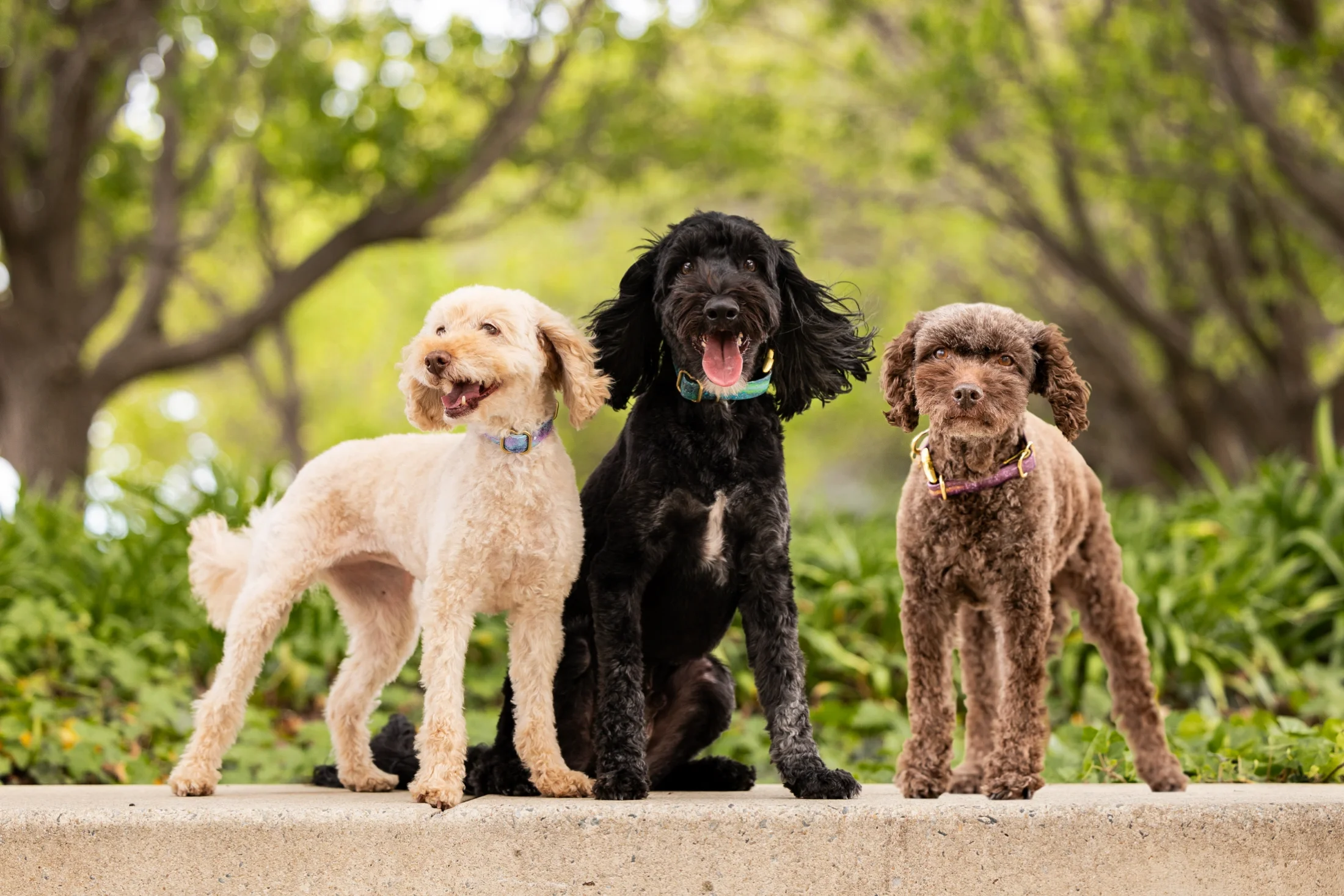 rogue-paws-photography-central-west-nsw-pet-photography-78.webp