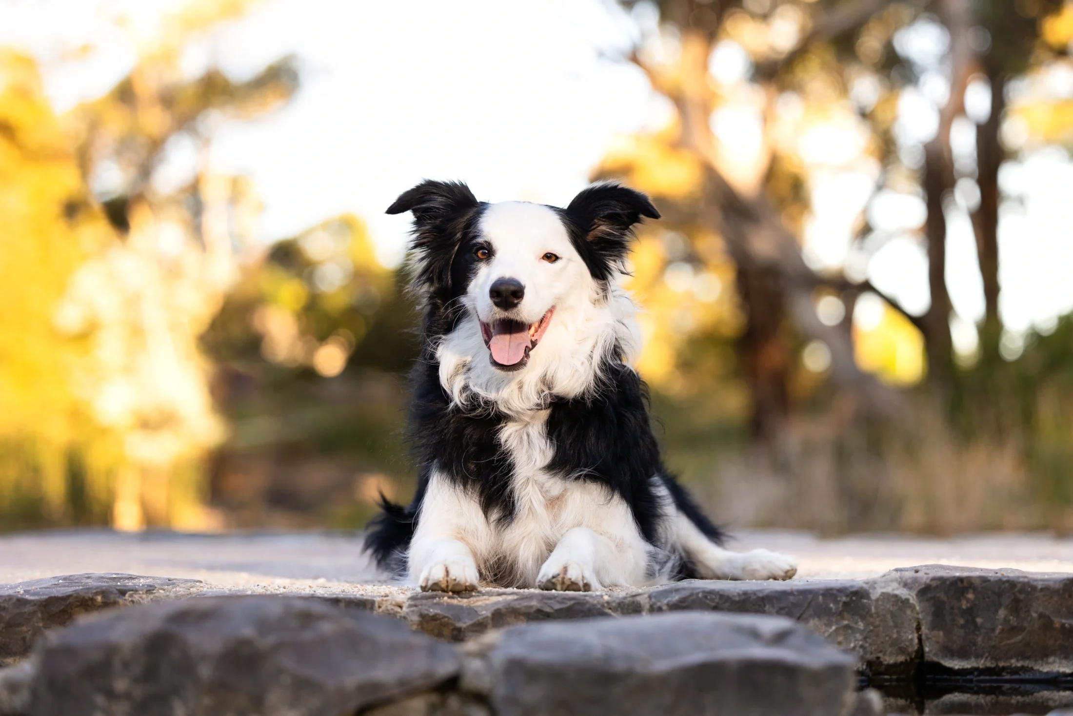 rogue-paws-photography-central-west-nsw-pet-photography-53.webp