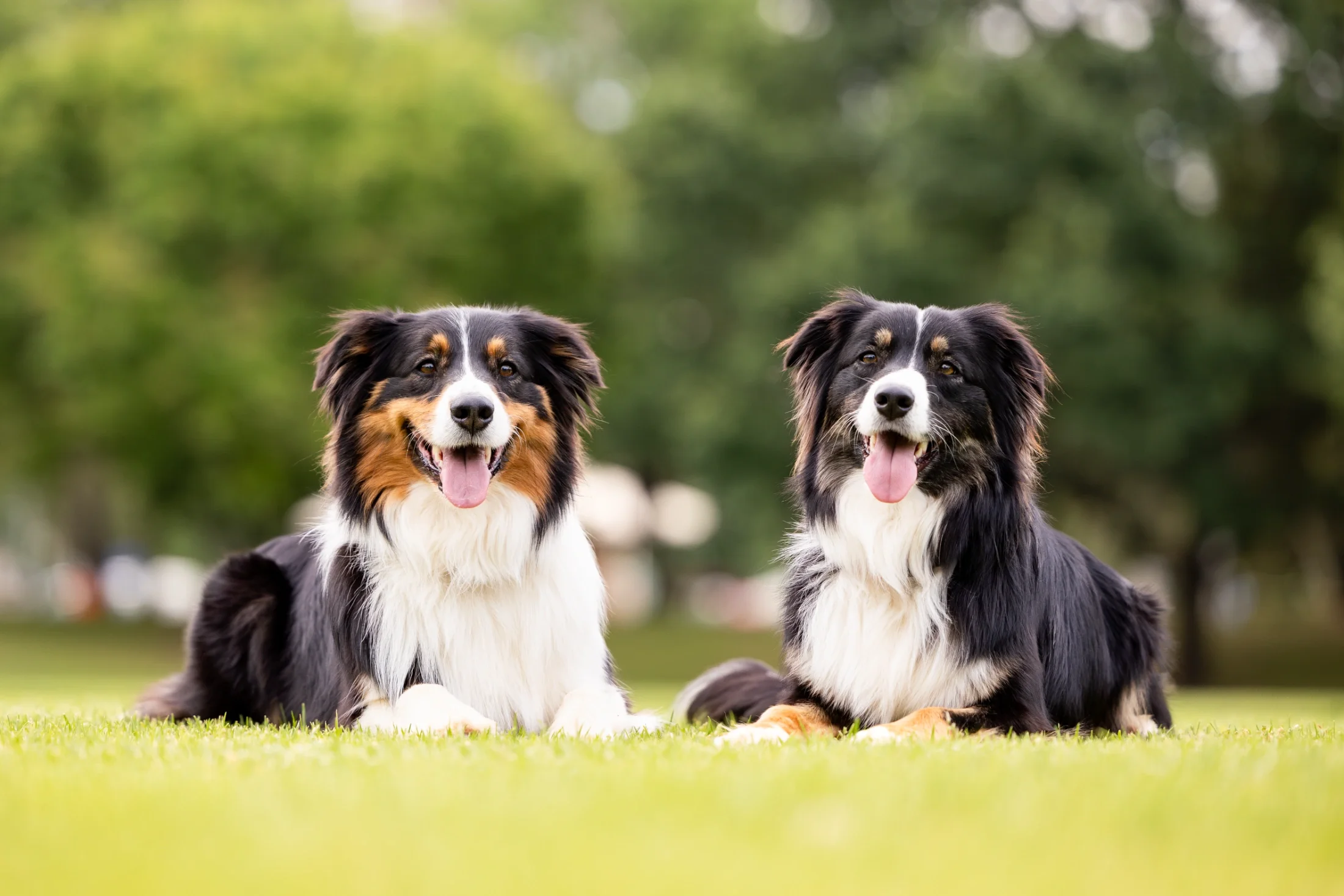 rogue-paws-photography-central-west-nsw-pet-photography-96.webp