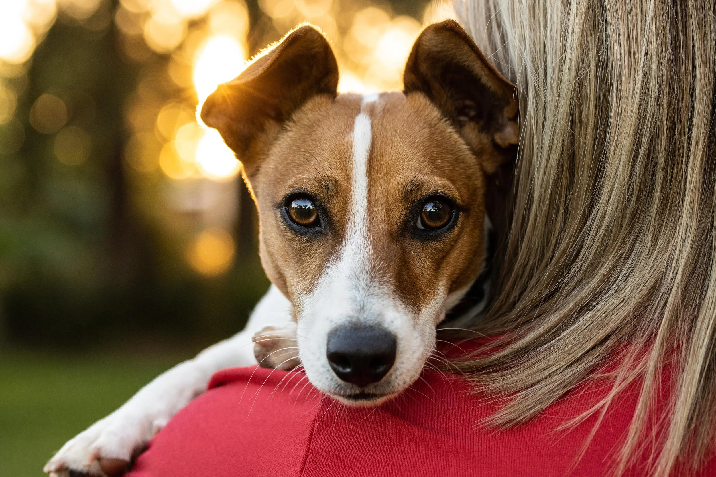 Rogue Paws Photography | Capture Canine Moments