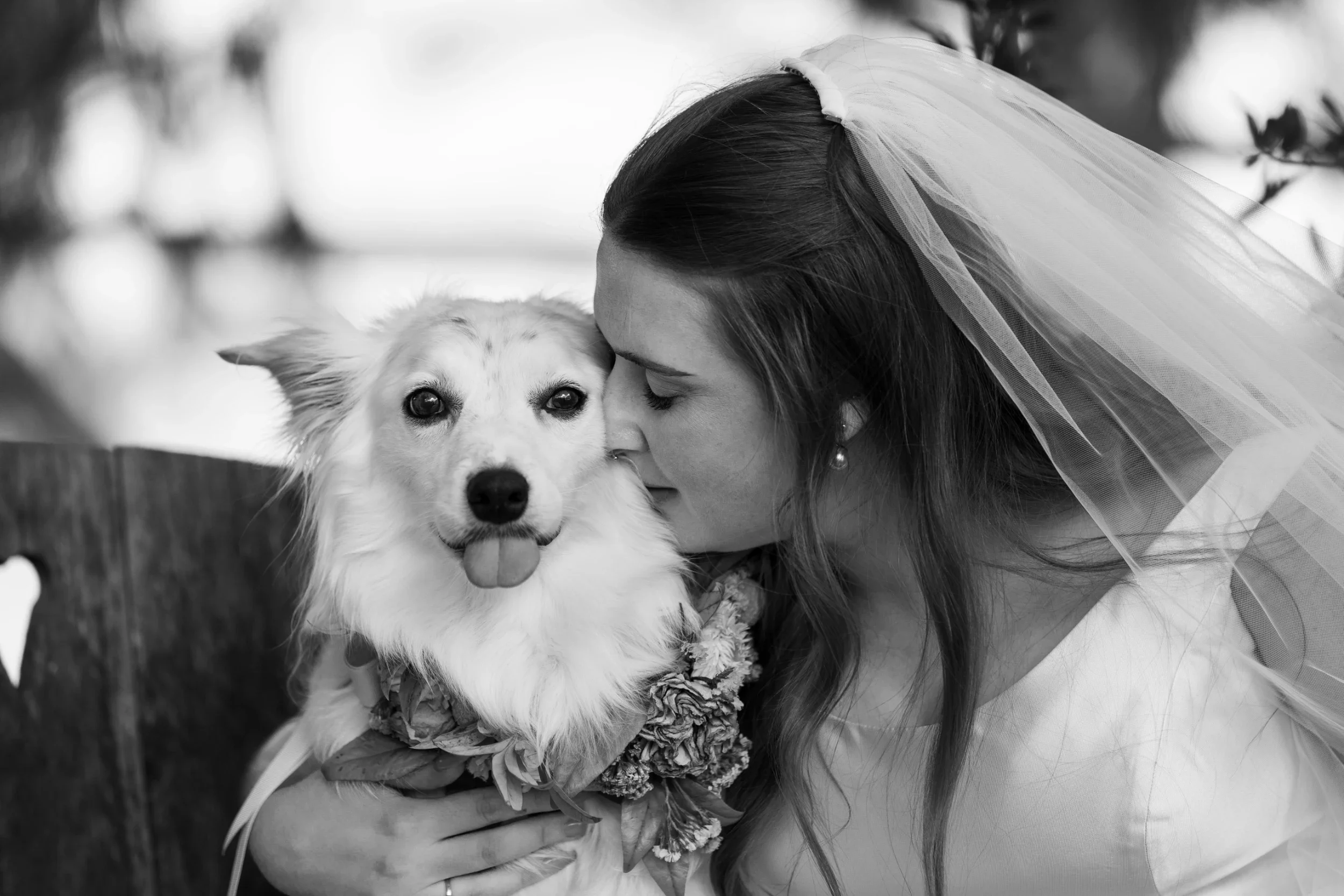 rogue-paws-photography-dog-wedding-photography-30.webp