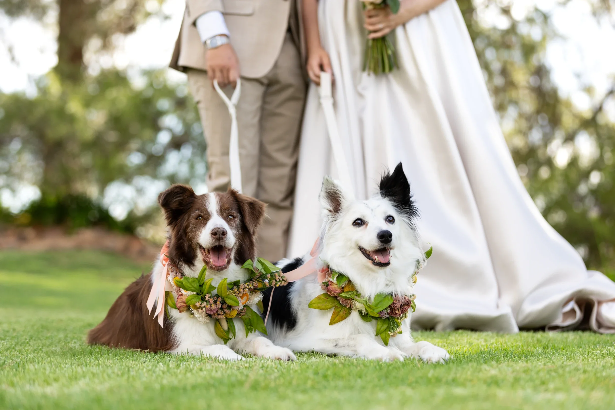 rogue-paws-photography-dog-wedding-photography-26.webp