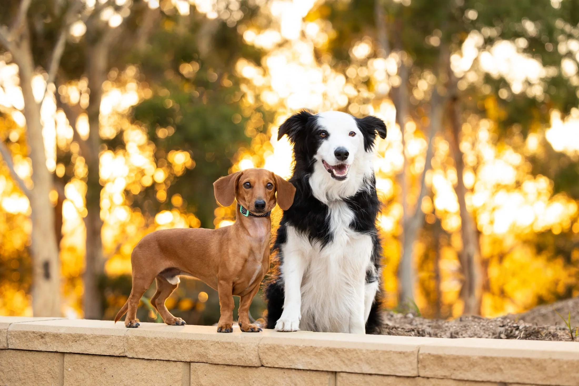 rogue-paws-photography-central-west-nsw-pet-photography-59.webp