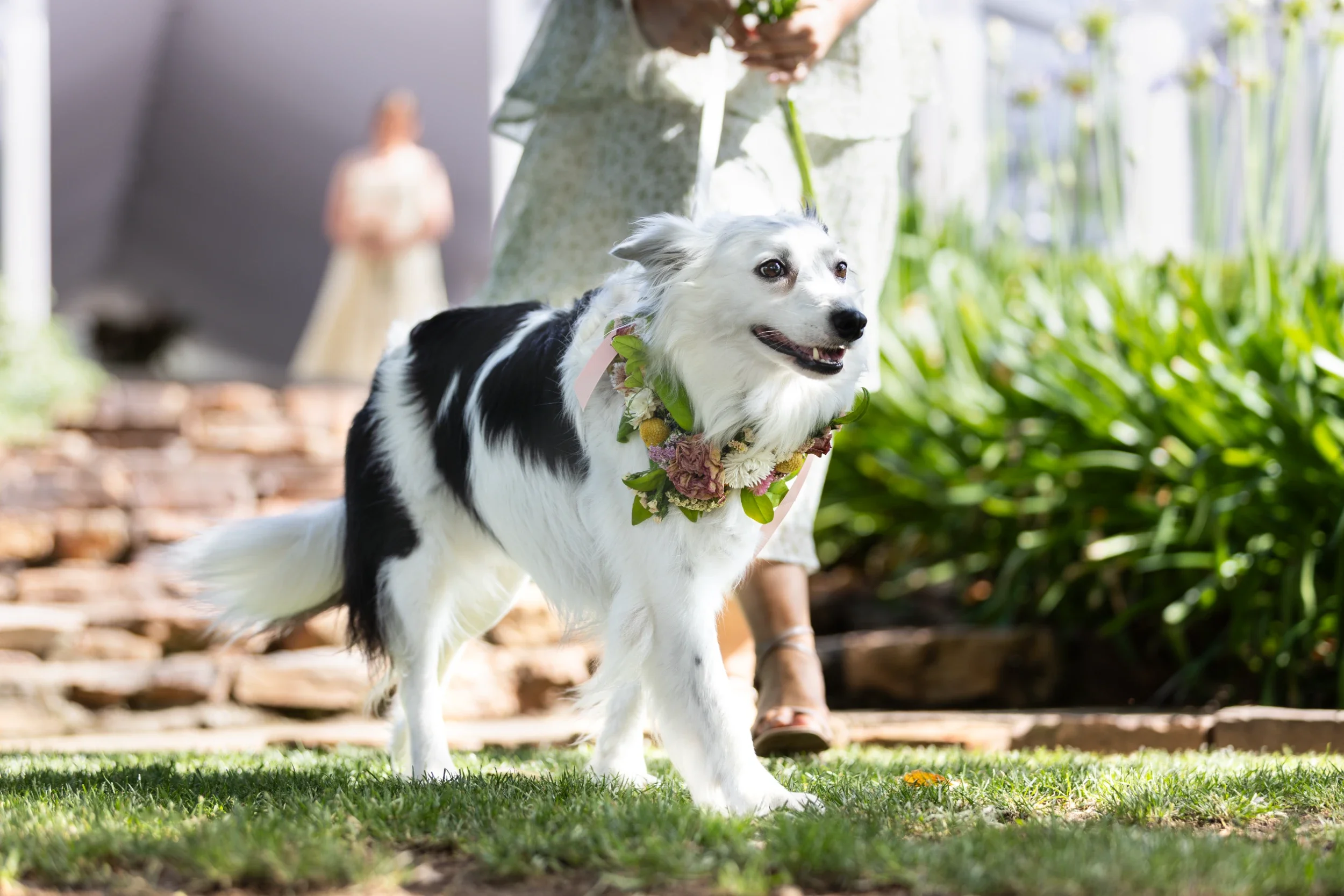 rogue-paws-photography-dog-wedding-photography-11.webp