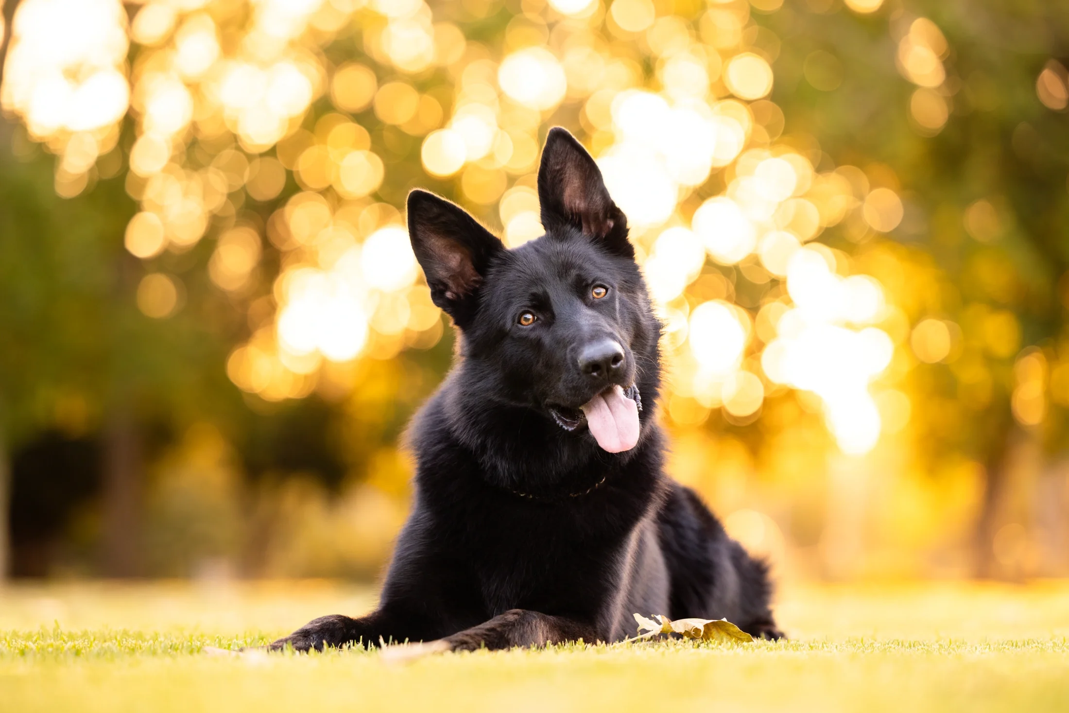 rogue-paws-photography-central-west-nsw-pet-photography-69.webp