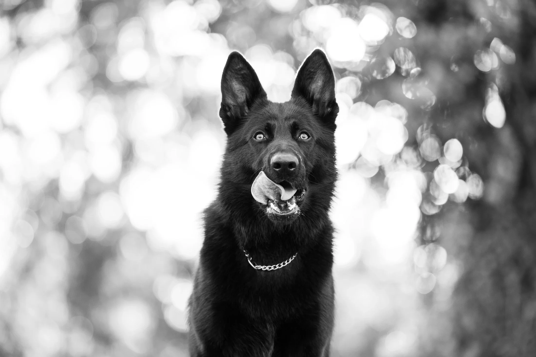 rogue-paws-photography-central-west-nsw-pet-photography-65.webp