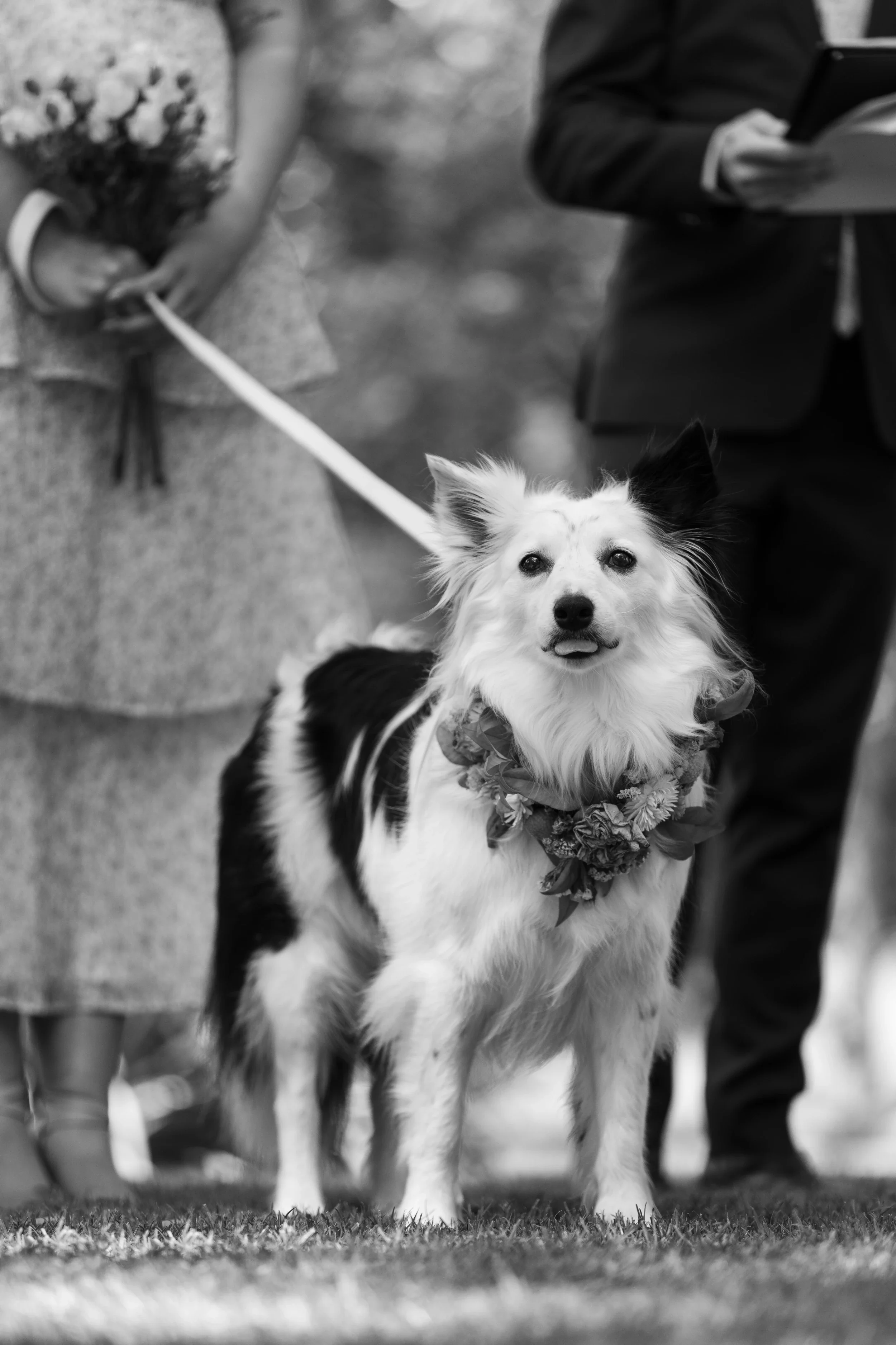 rogue-paws-photography-dog-wedding-photography-13.webp