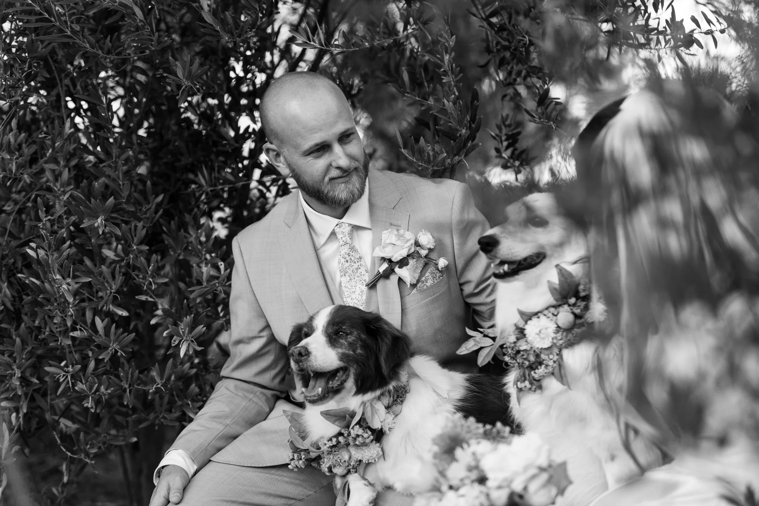 rogue-paws-photography-dog-wedding-photography-31.webp