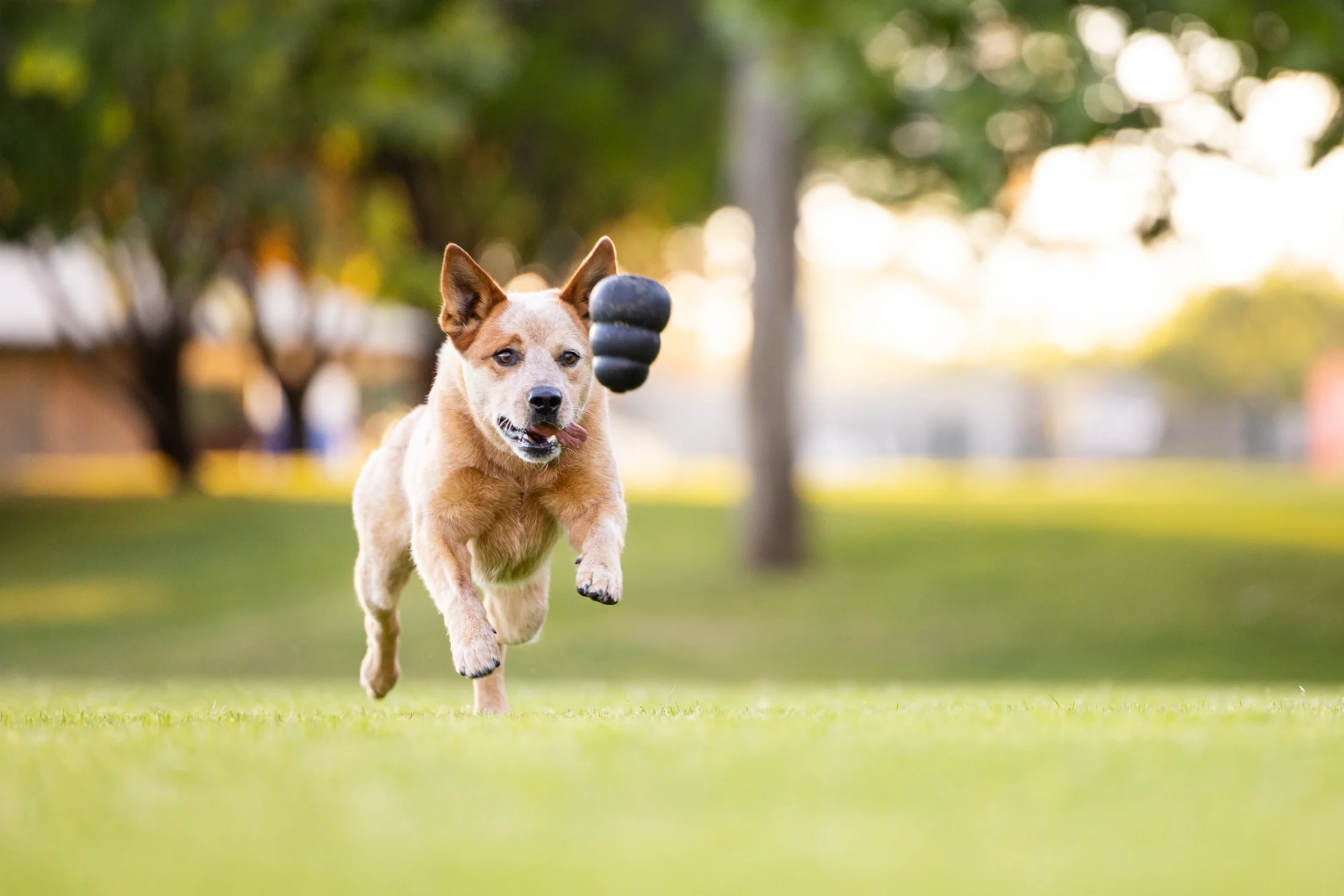 rogue-paws-photography-central-west-nsw-pet-photography-27.webp