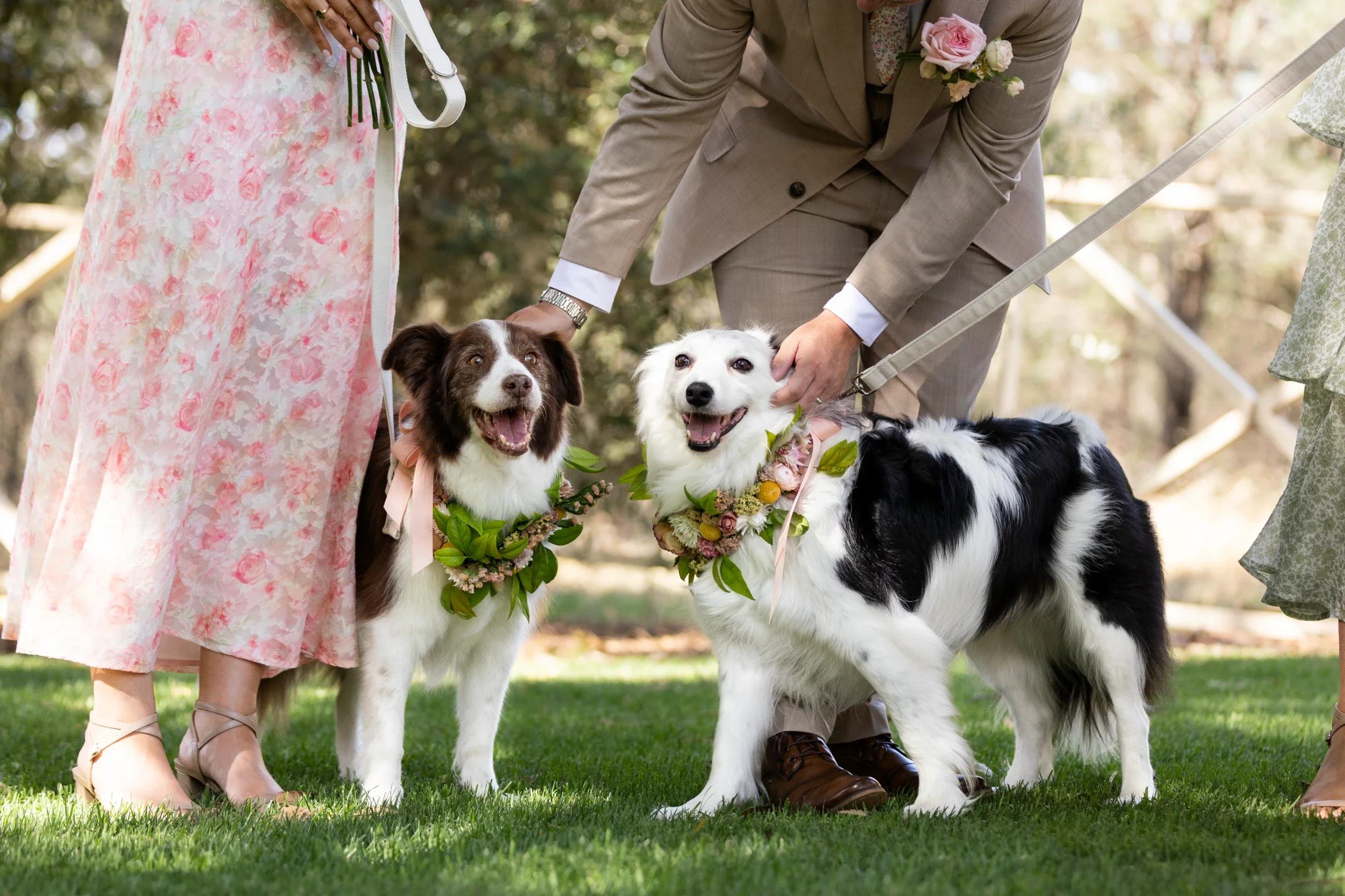 rogue-paws-photography-dog-wedding-photography-17.webp