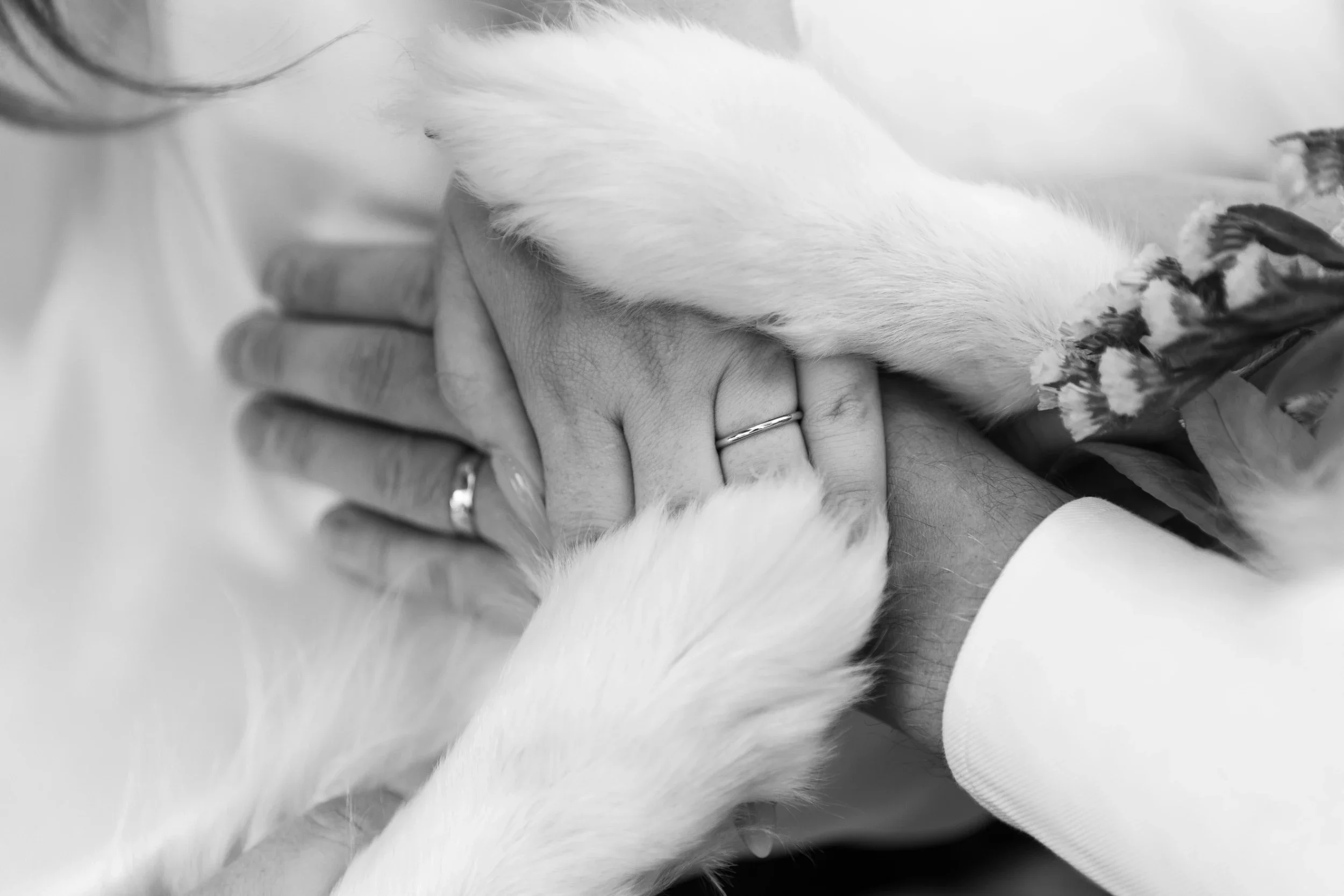rogue-paws-photography-dog-wedding-photography-22.webp