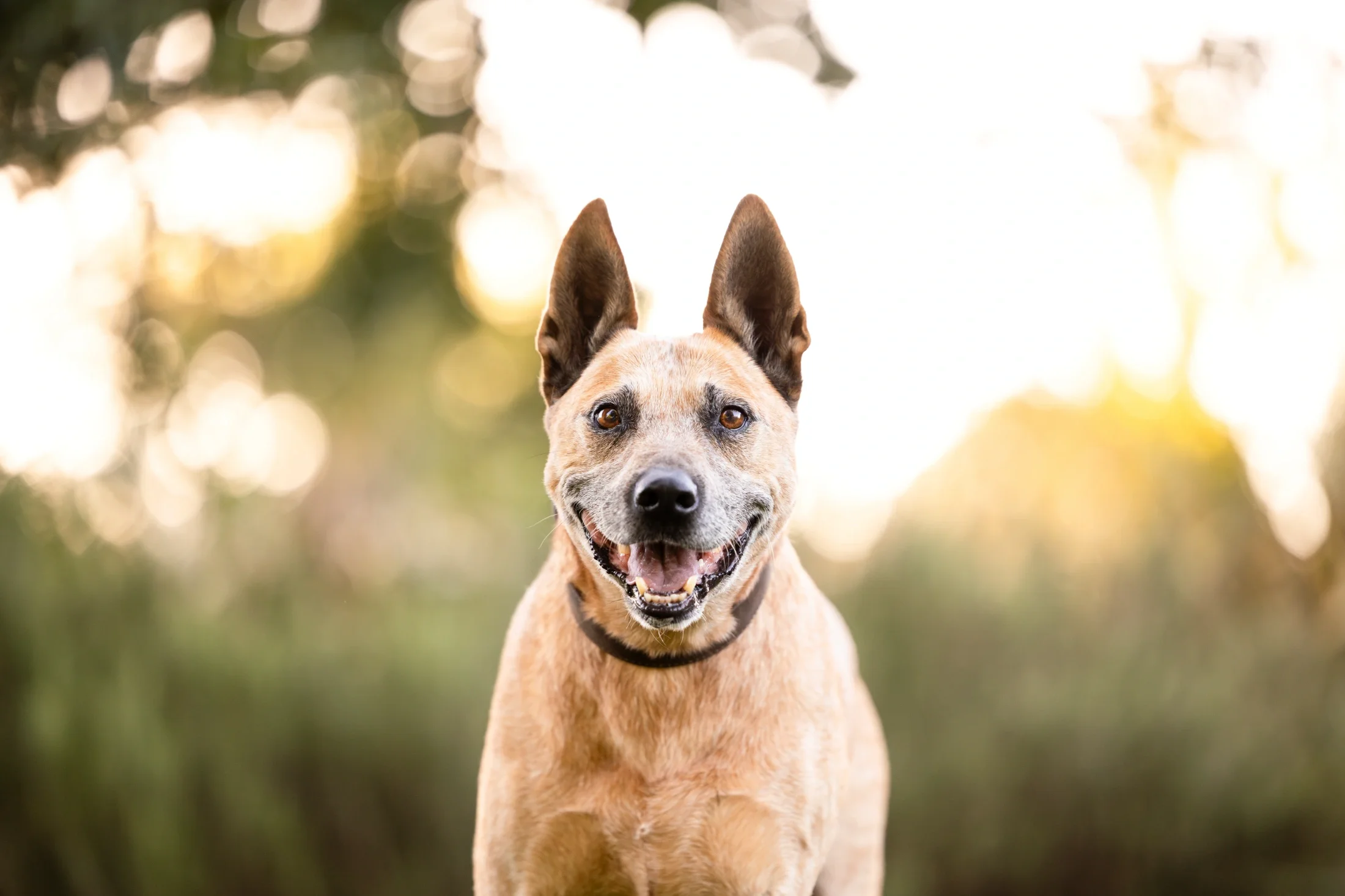 rogue-paws-photography-central-west-nsw-pet-photography-20.webp