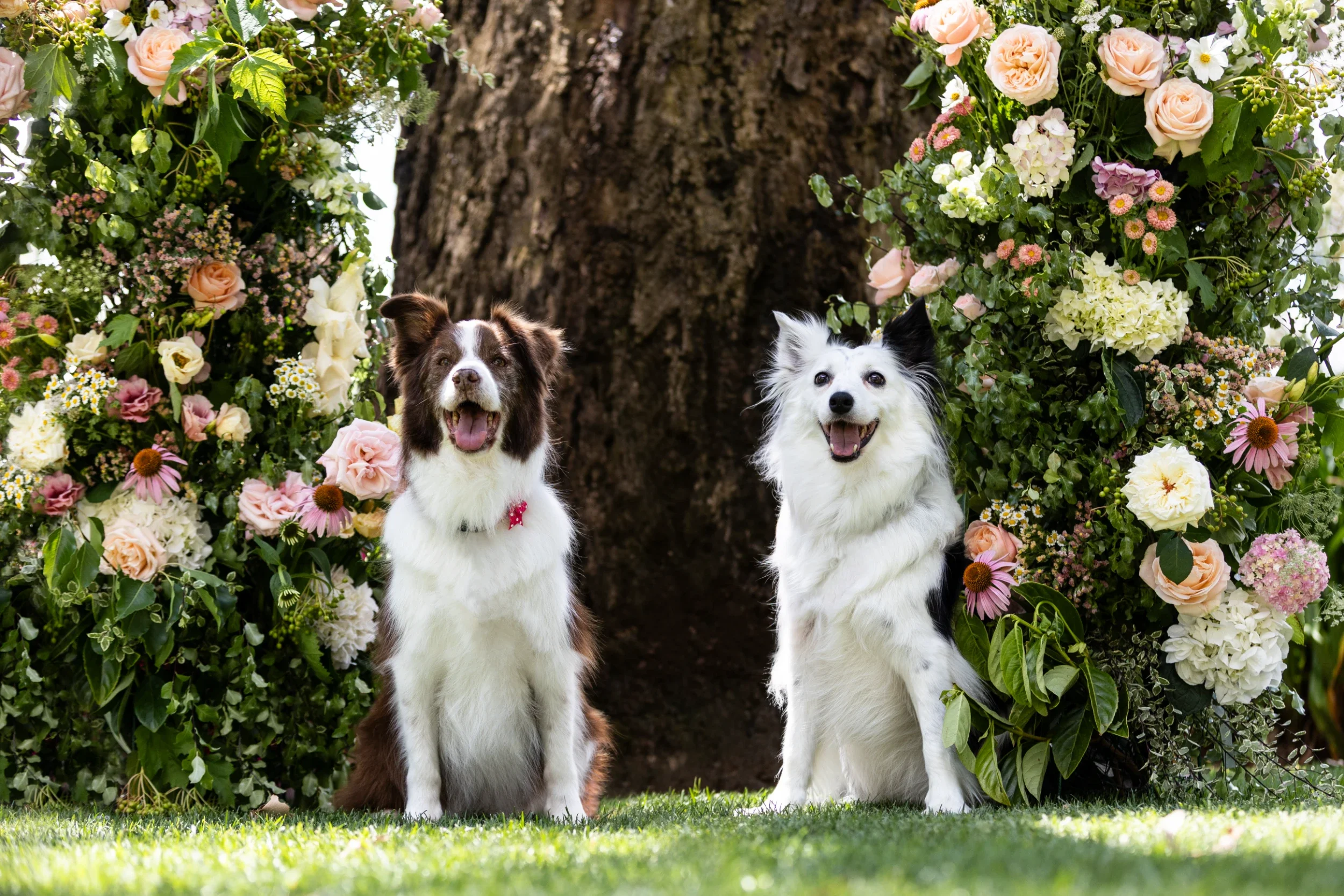 rogue-paws-photography-dog-wedding-photography-02.webp