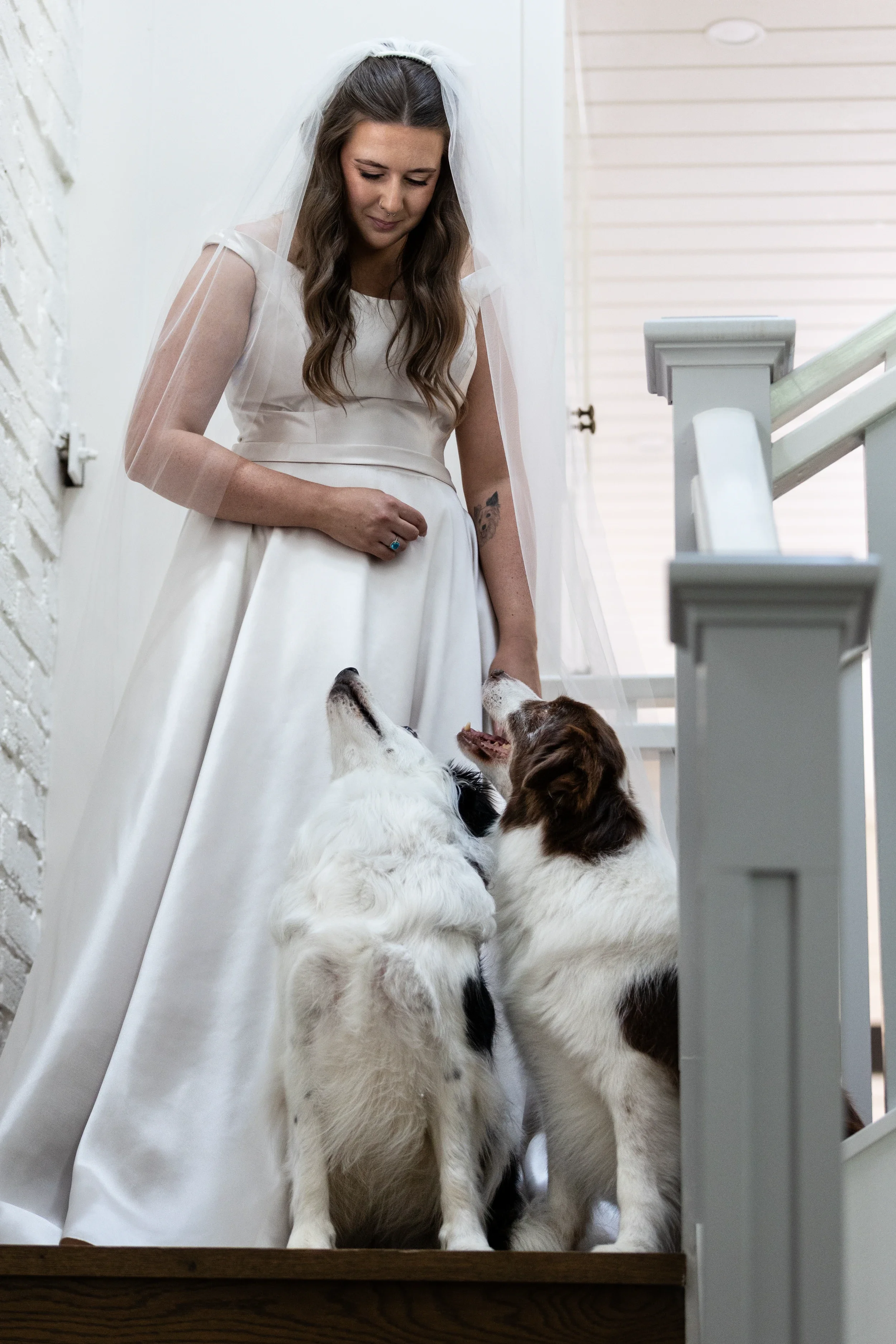 rogue-paws-photography-dog-wedding-photography-05.webp