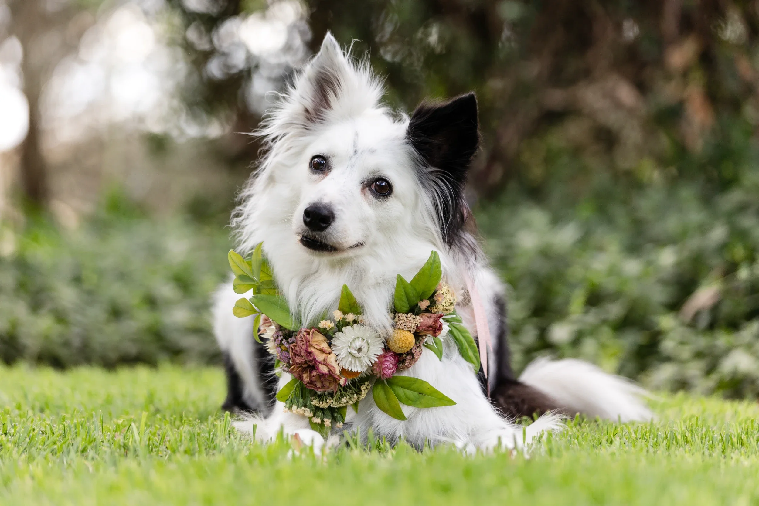 rogue-paws-photography-dog-wedding-photography-03.webp