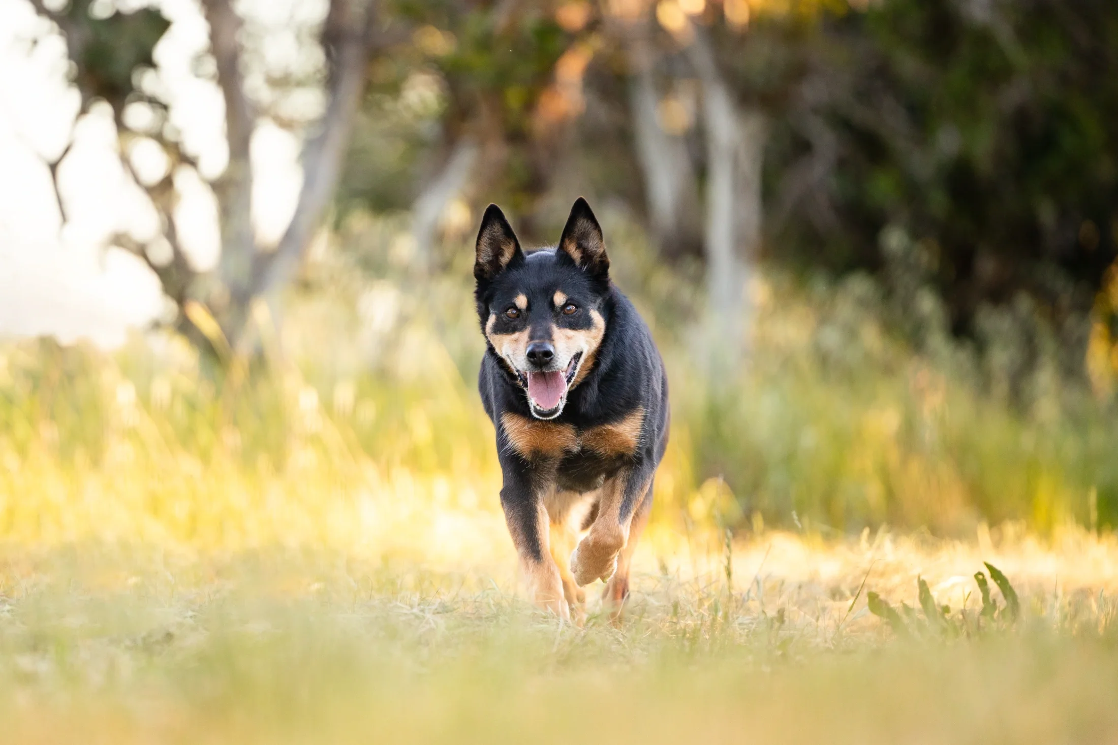 rogue-paws-photography-central-west-nsw-pet-photography-74.webp