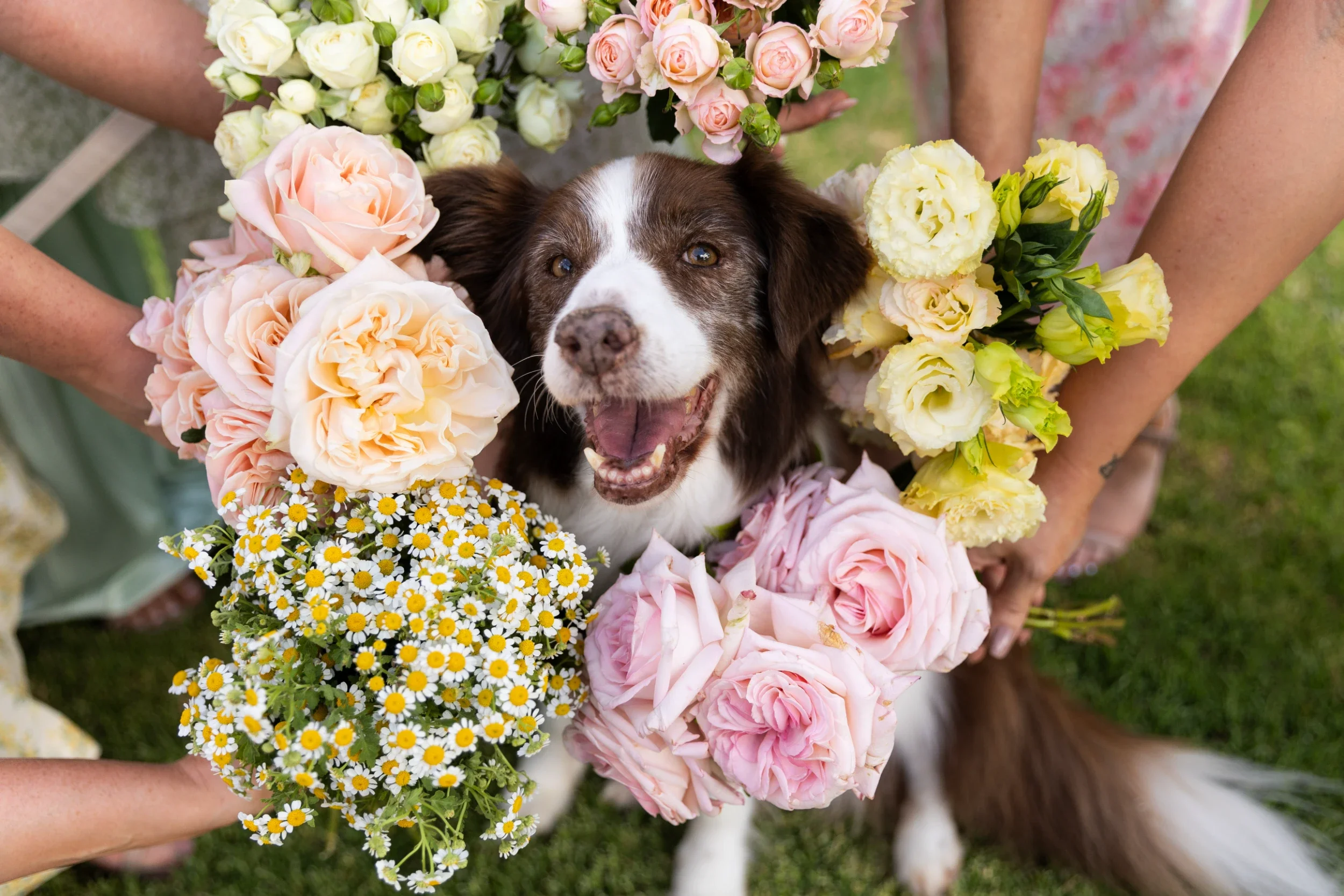 rogue-paws-photography-dog-wedding-photography-21.webp