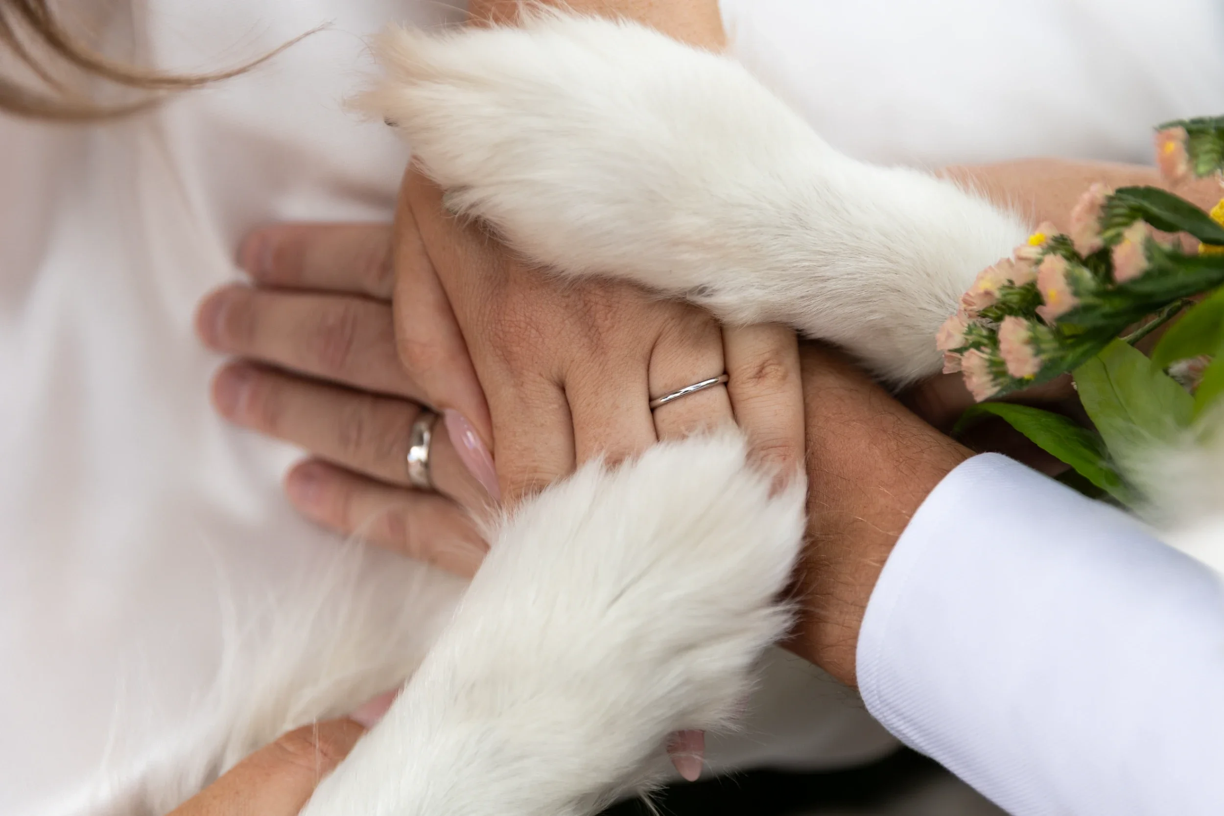 rogue-paws-photography-dog-wedding-photography-23.webp